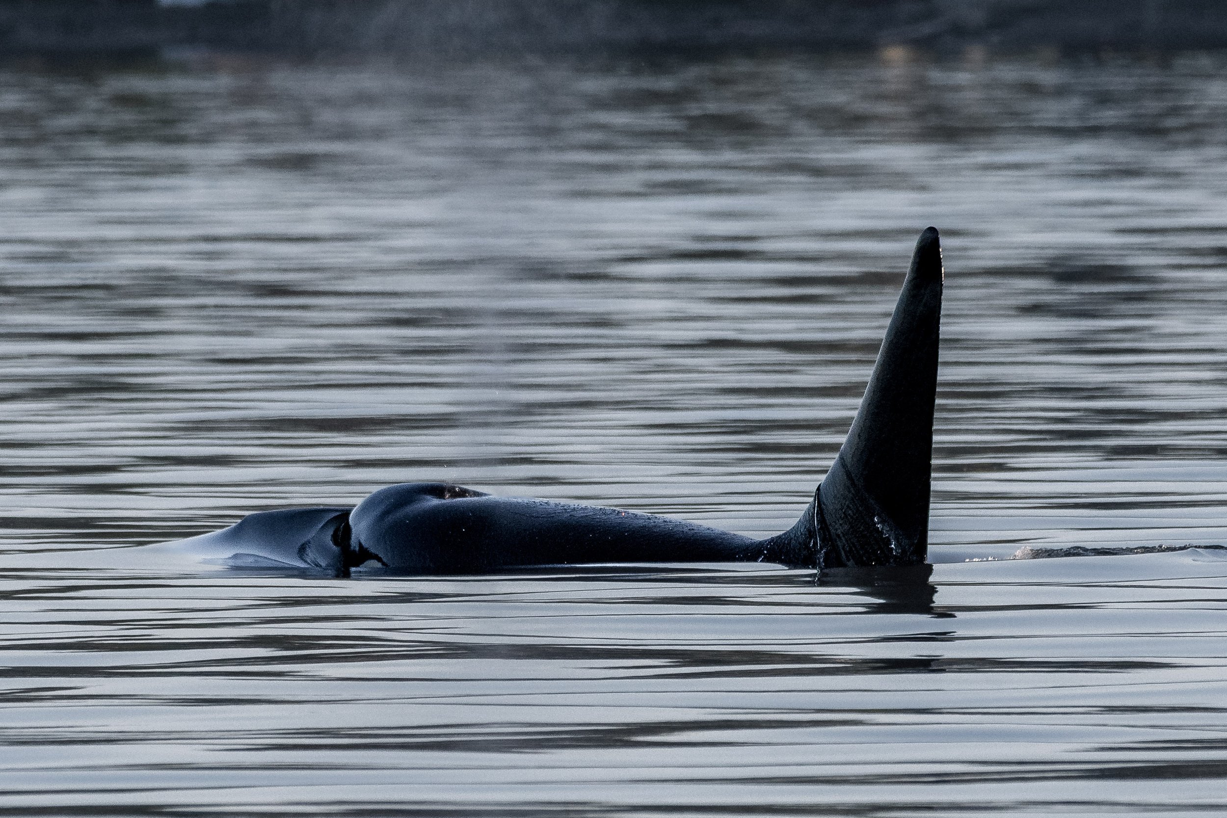 August 20, 2026, 3:30 PM - Humpbacks off of Porlier Pass, and the T101s in Ladysmith Harbour