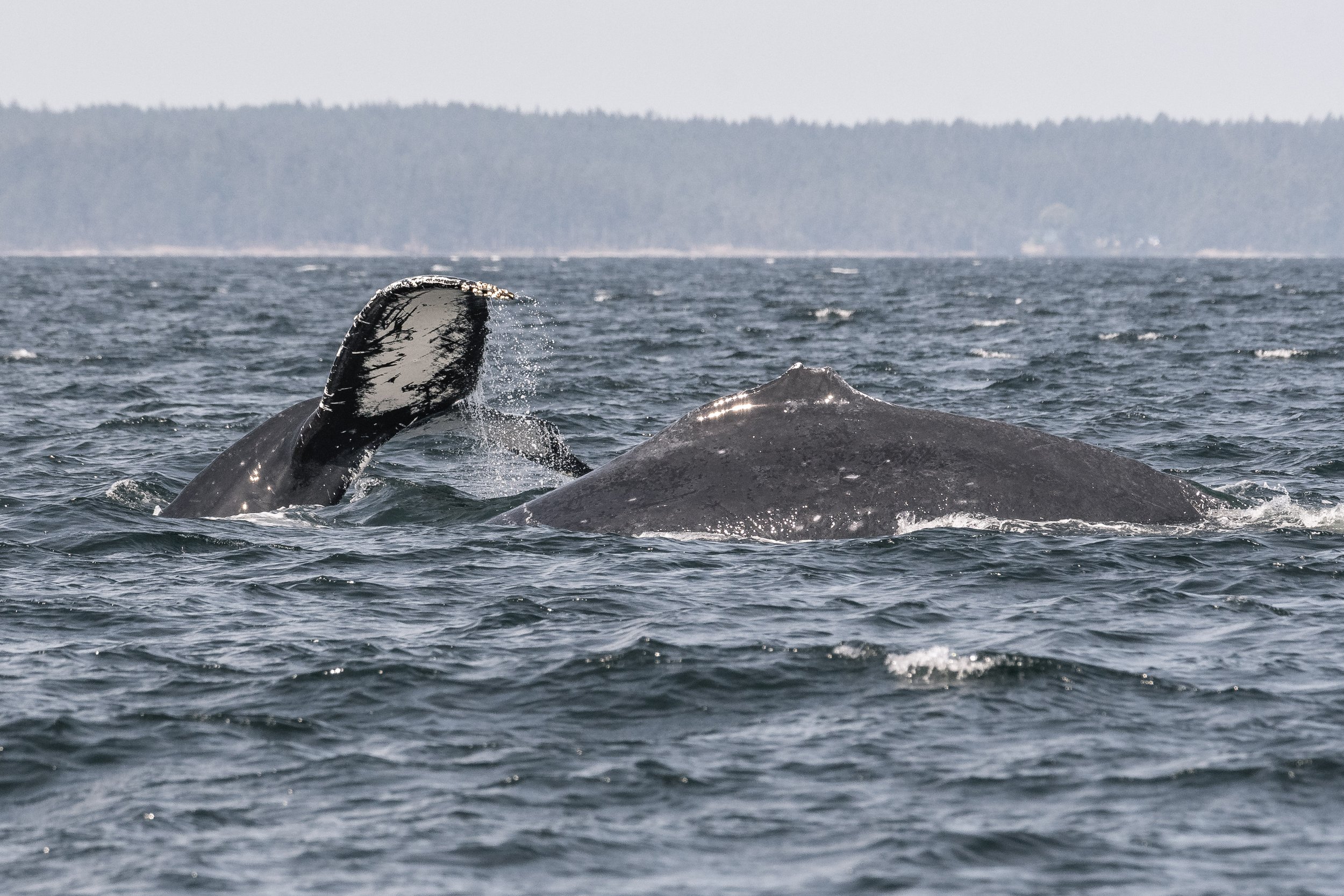 August 21, 2026, 10:30 AM - A splash-tastic morning with orca and humpbacks