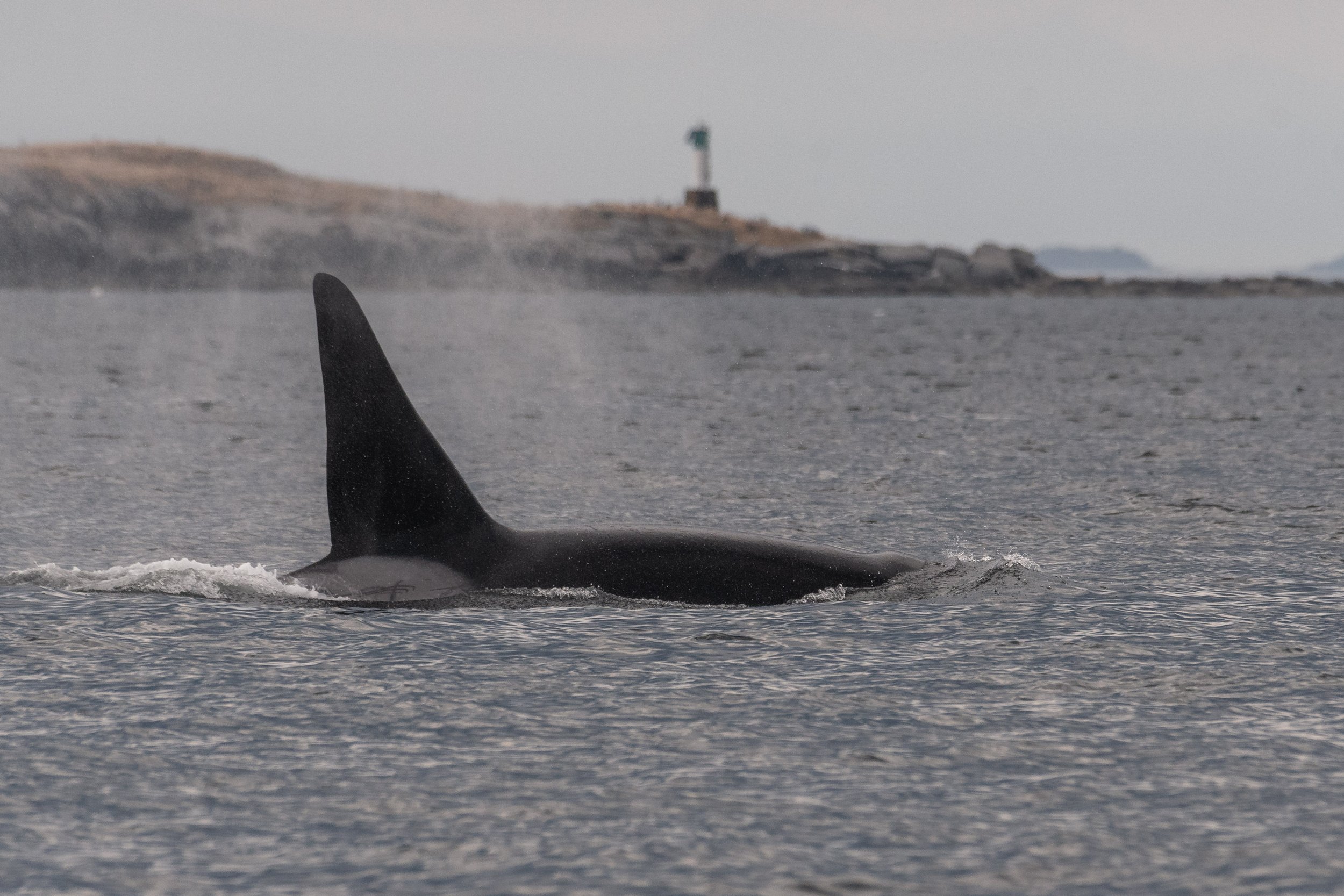 August 21, 2026, 3:30 PM - An Orca family Reunion plus Humpback Soup 🍲