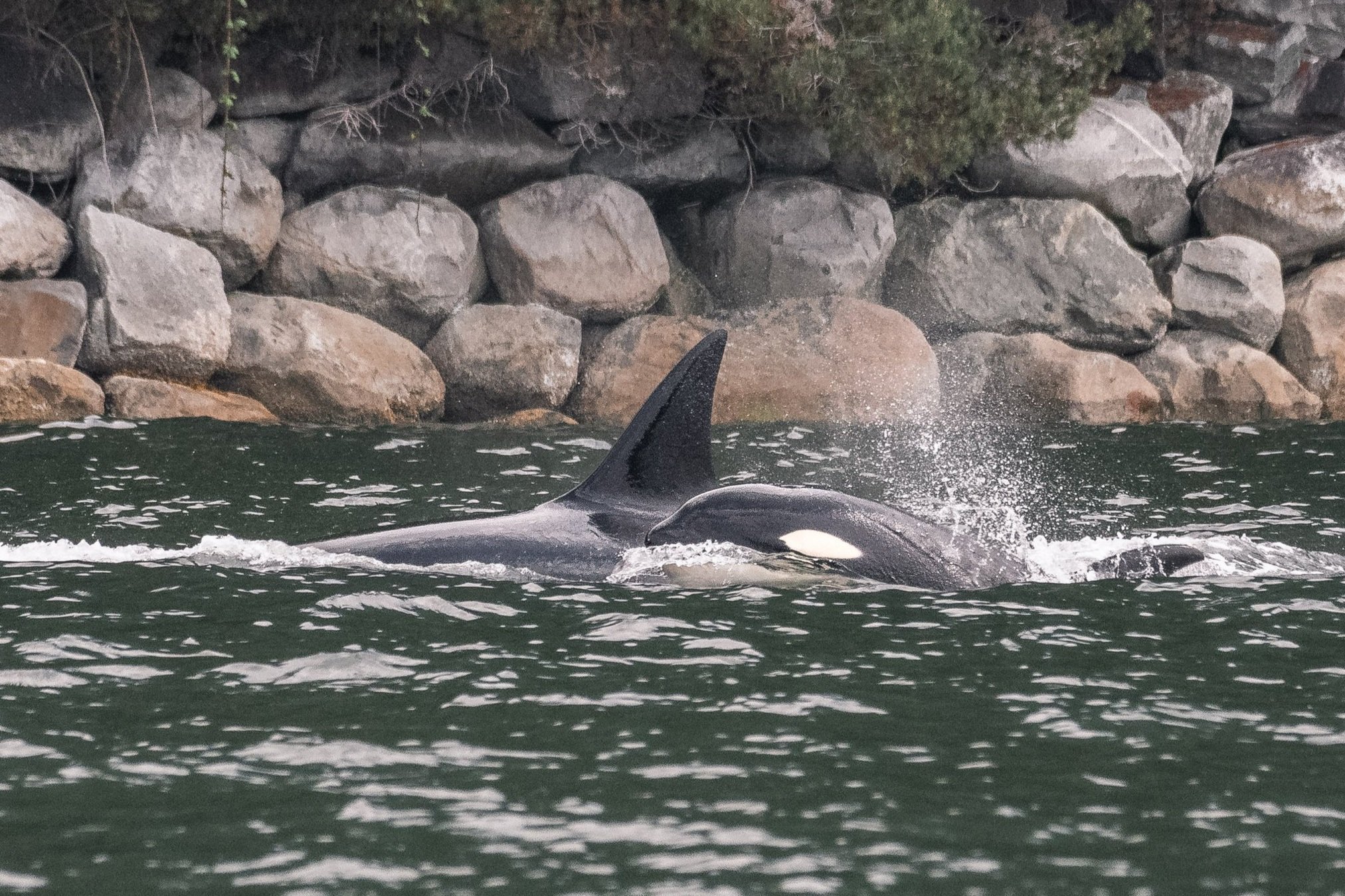 August 22, 2026, 10:30 AM - A trio of humpbacks and a quartet of orca