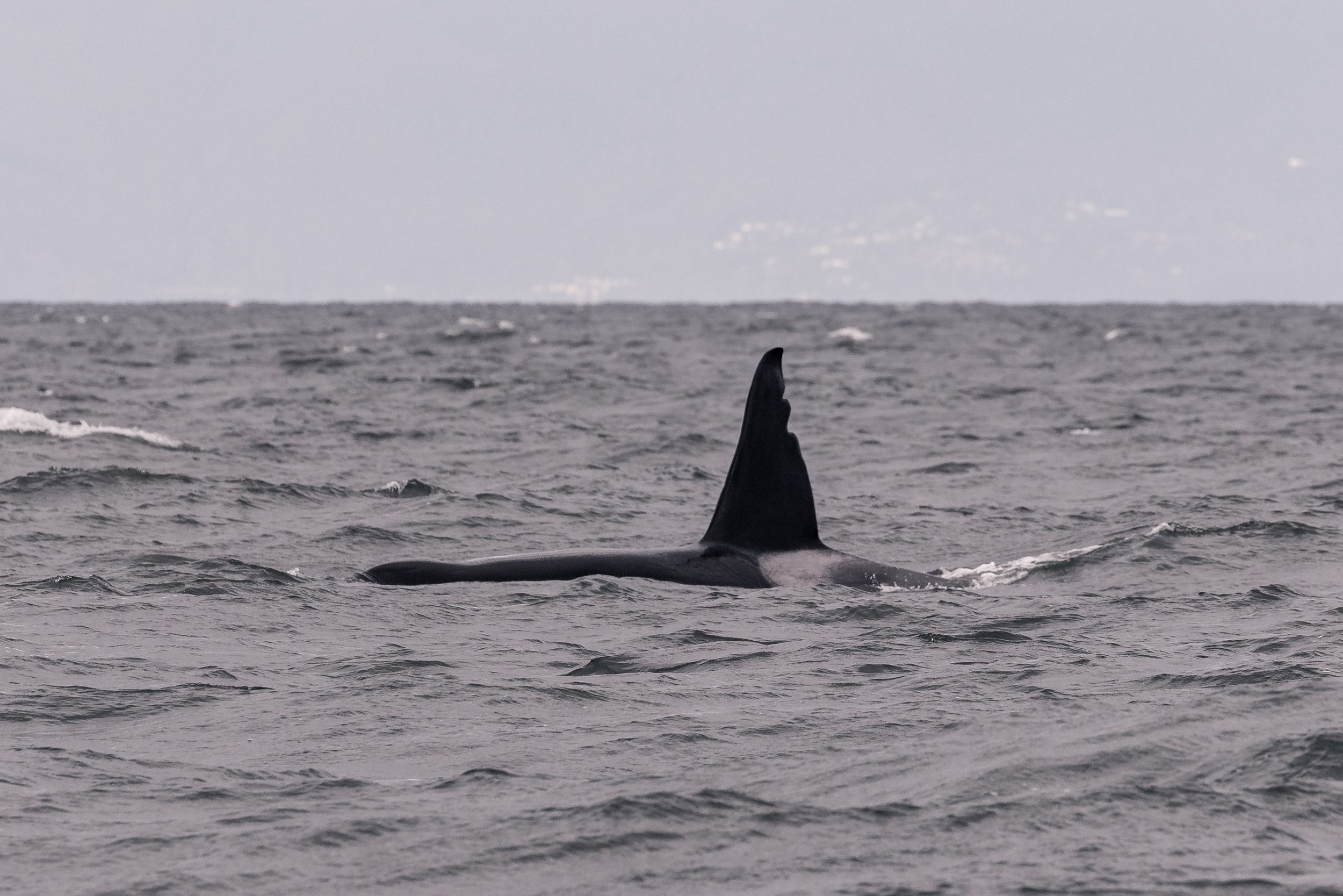 August 22, 2026, 3:30 PM - A trio of sightings in a single trip!
