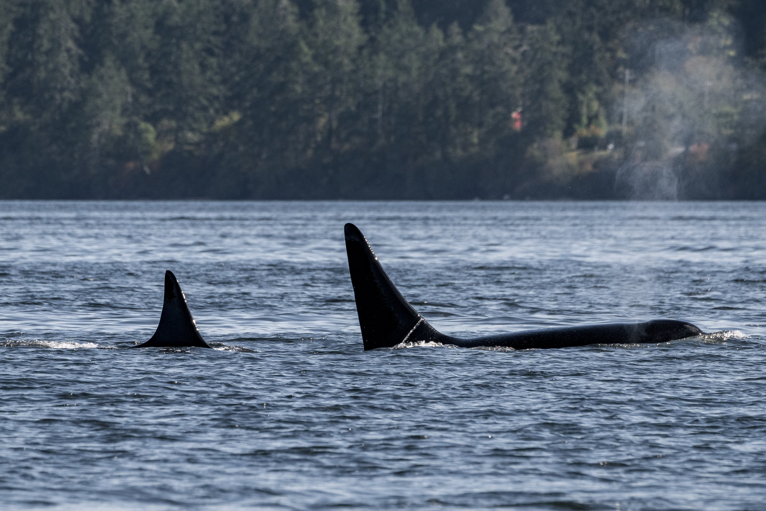 August 23, 2026, 3:30 PM - Double species inside the Islands