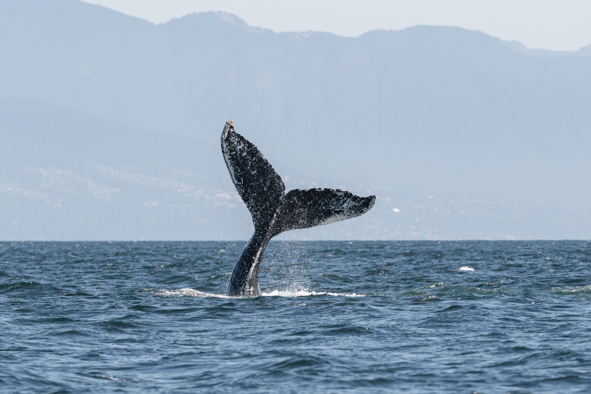 August 24, 2026, 10:30 AM - A Humpback Extravaganza in the Strait of Georgia