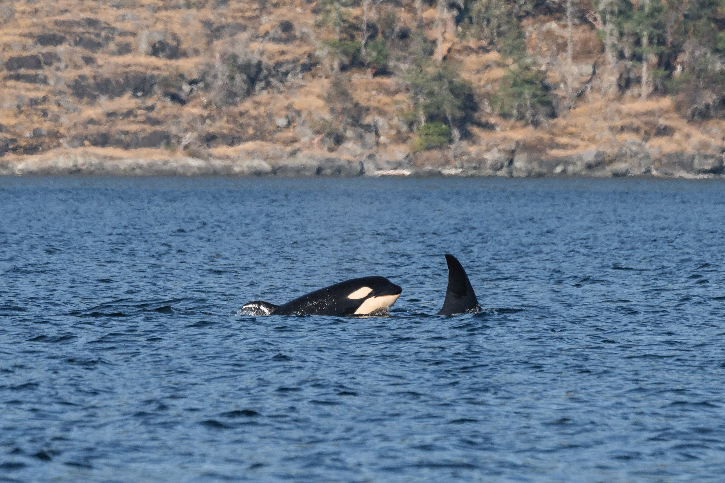 August 24, 2026, 3:30 PM - Non-Stop Whales Across the Salish Sea
