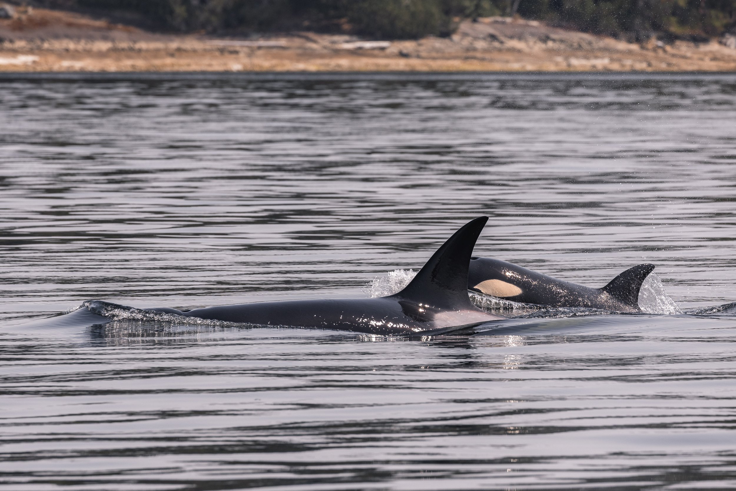 August 25, 2026, 10:30 AM - Familiar fins of various sizes! 