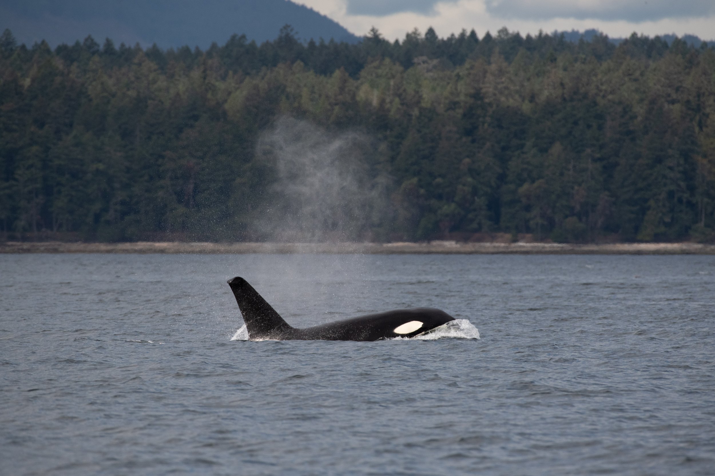 August 28, 2026, 10:30 AM - Jude Close to home and Split Fluke and Prowler in the Strait