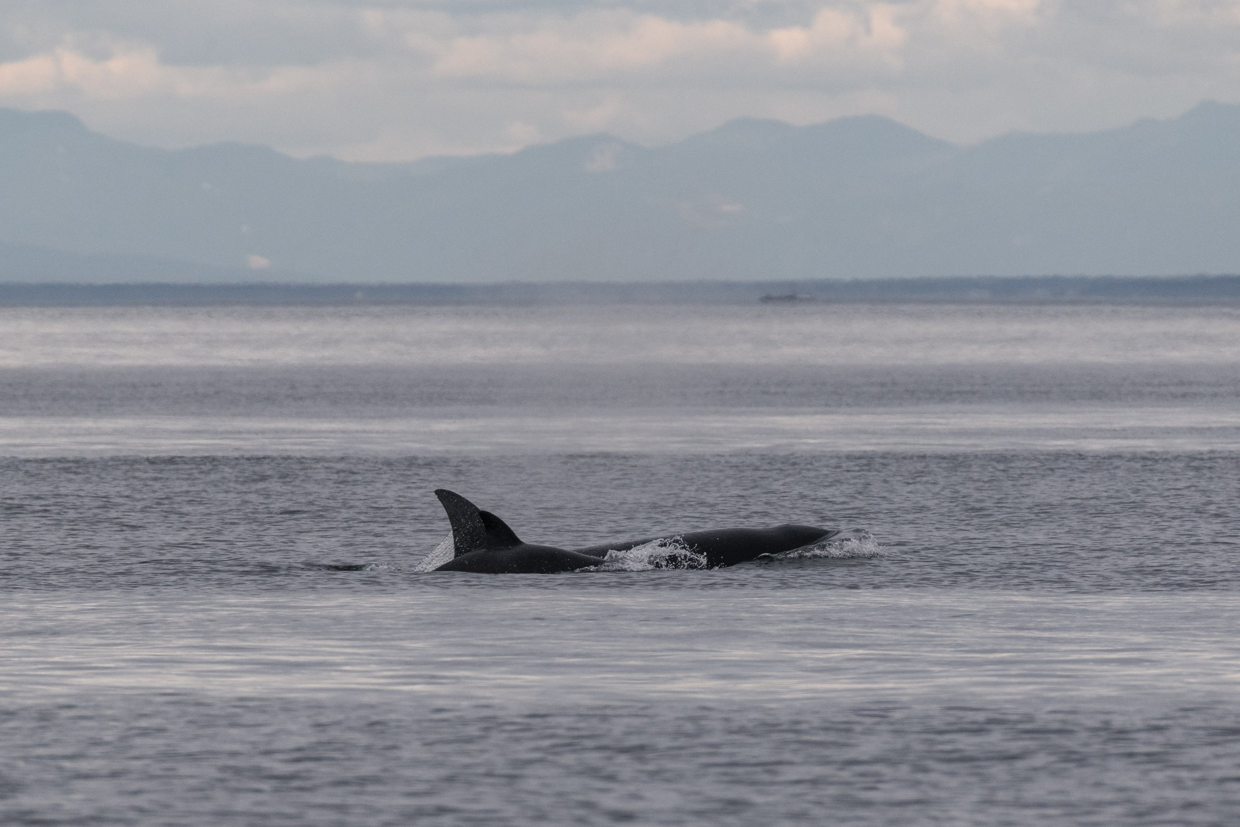 August 28, 2026, 3:30 PM - Where Orca Gather and Humpbacks Feed