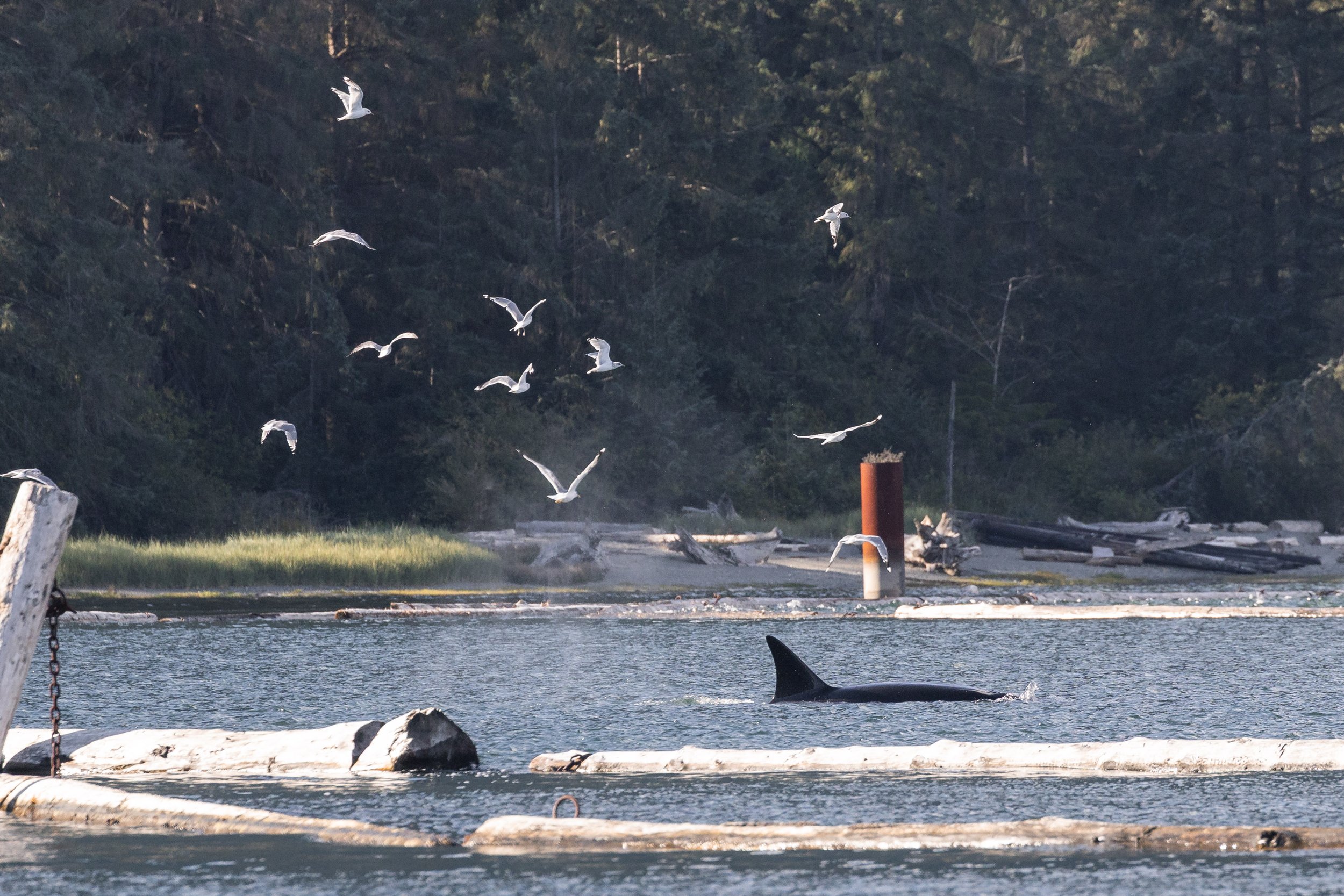 August 29, 2026, 3:30 PM - From Orca Hunts to a Humpback Sunset