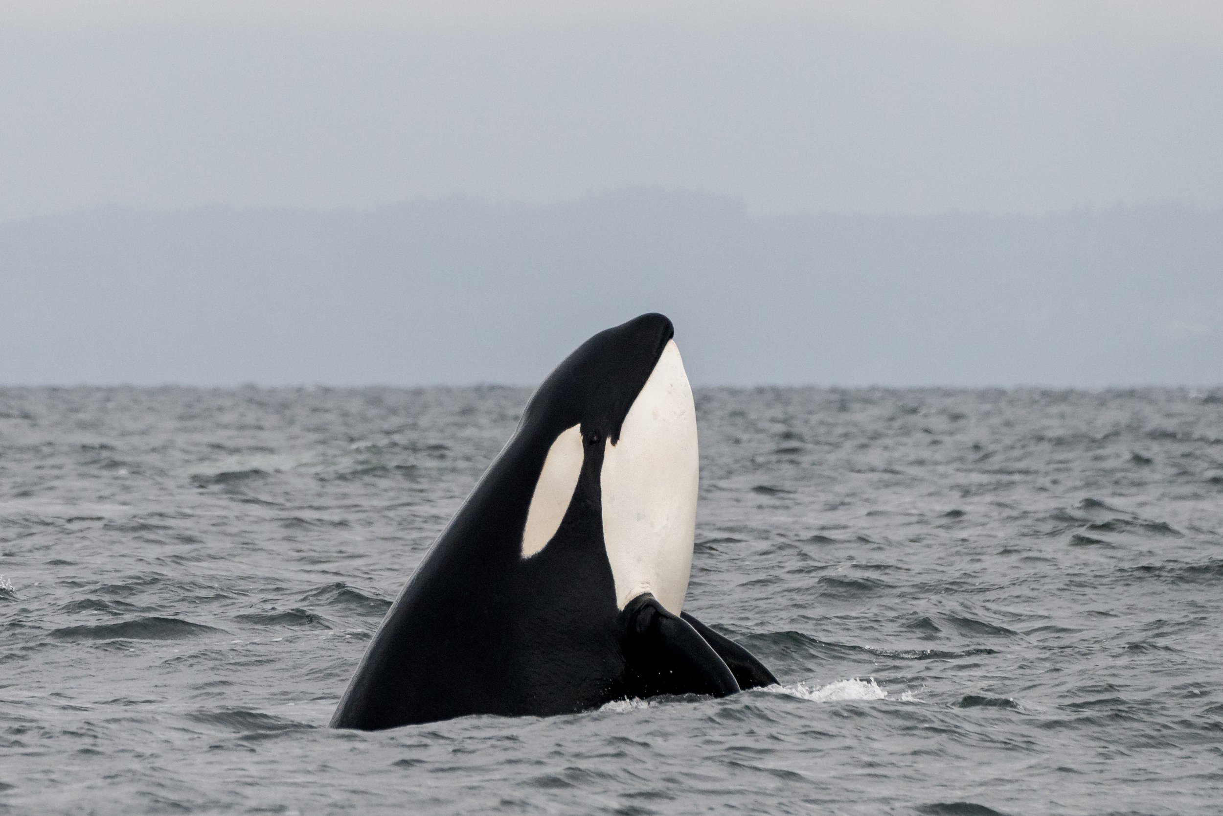 August 30, 2026, 10:30 AM - The T049As and a Strait Full of Whales