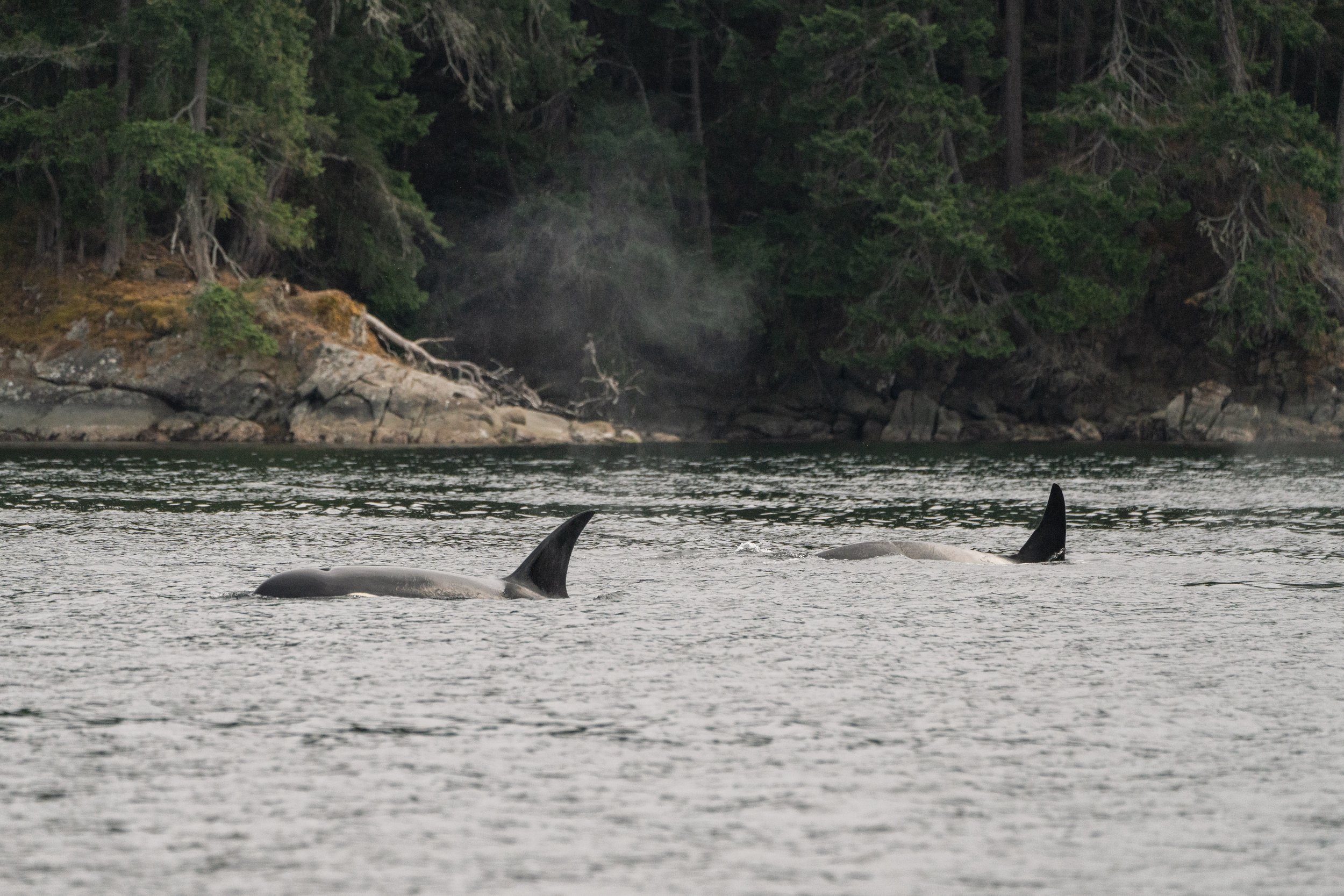 August 30, 2026, 3:30 PM - The T002Cs and T002B In Porlier Pass, Plus Humpbacks in the Strait