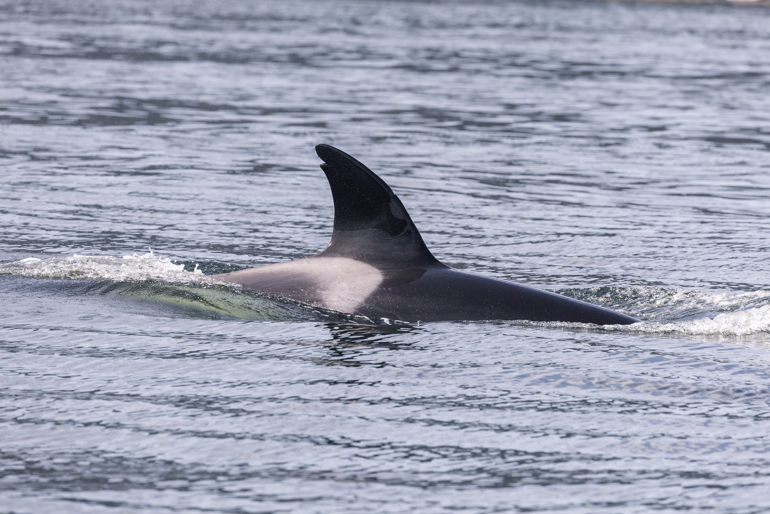 August 31, 2026, 10:30 AM - A Day of Humpbacks, Orca, and an Unexpected Hunt