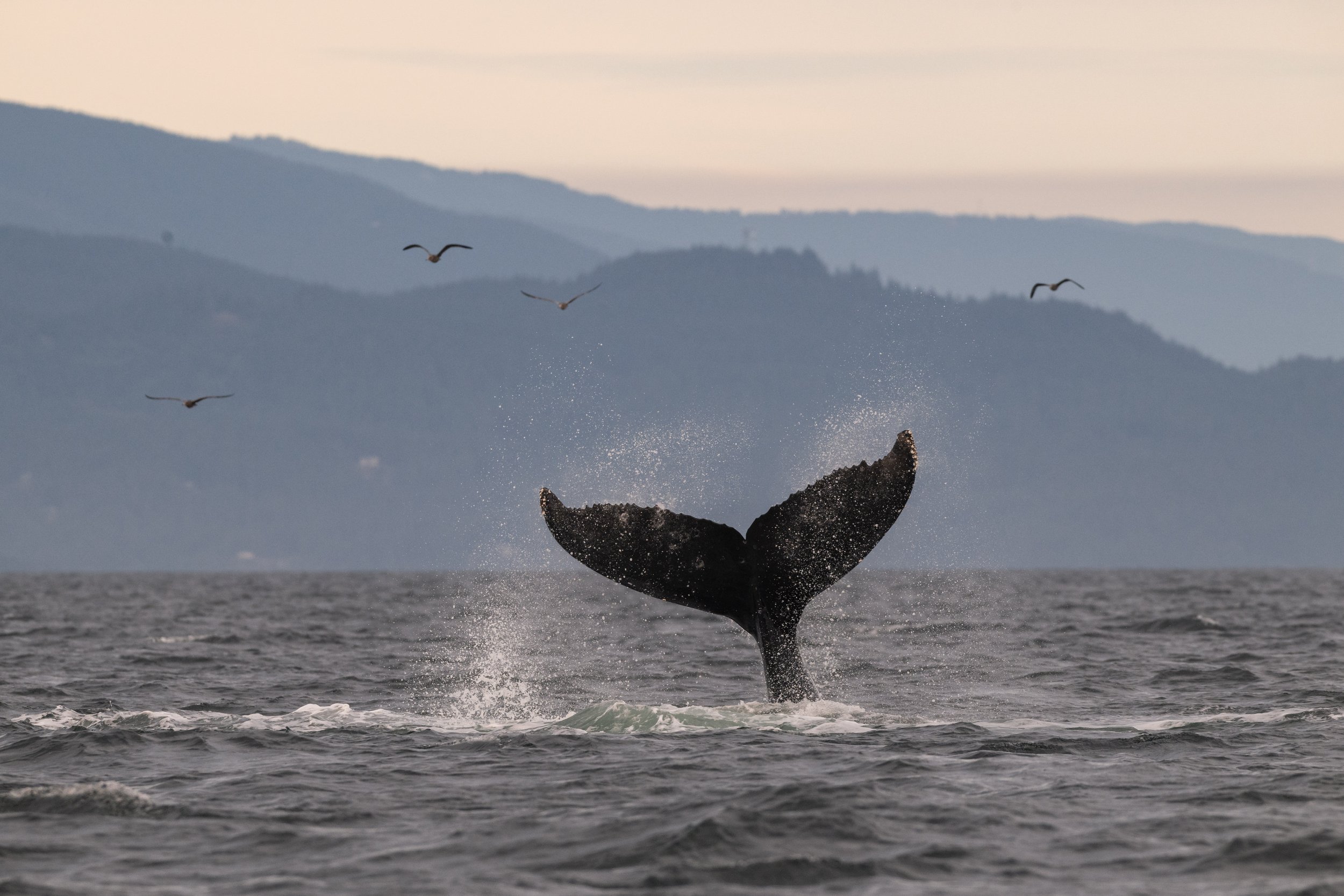 August 31, 2026, 3:30 PM - A Busy Day Around Halibut Bank