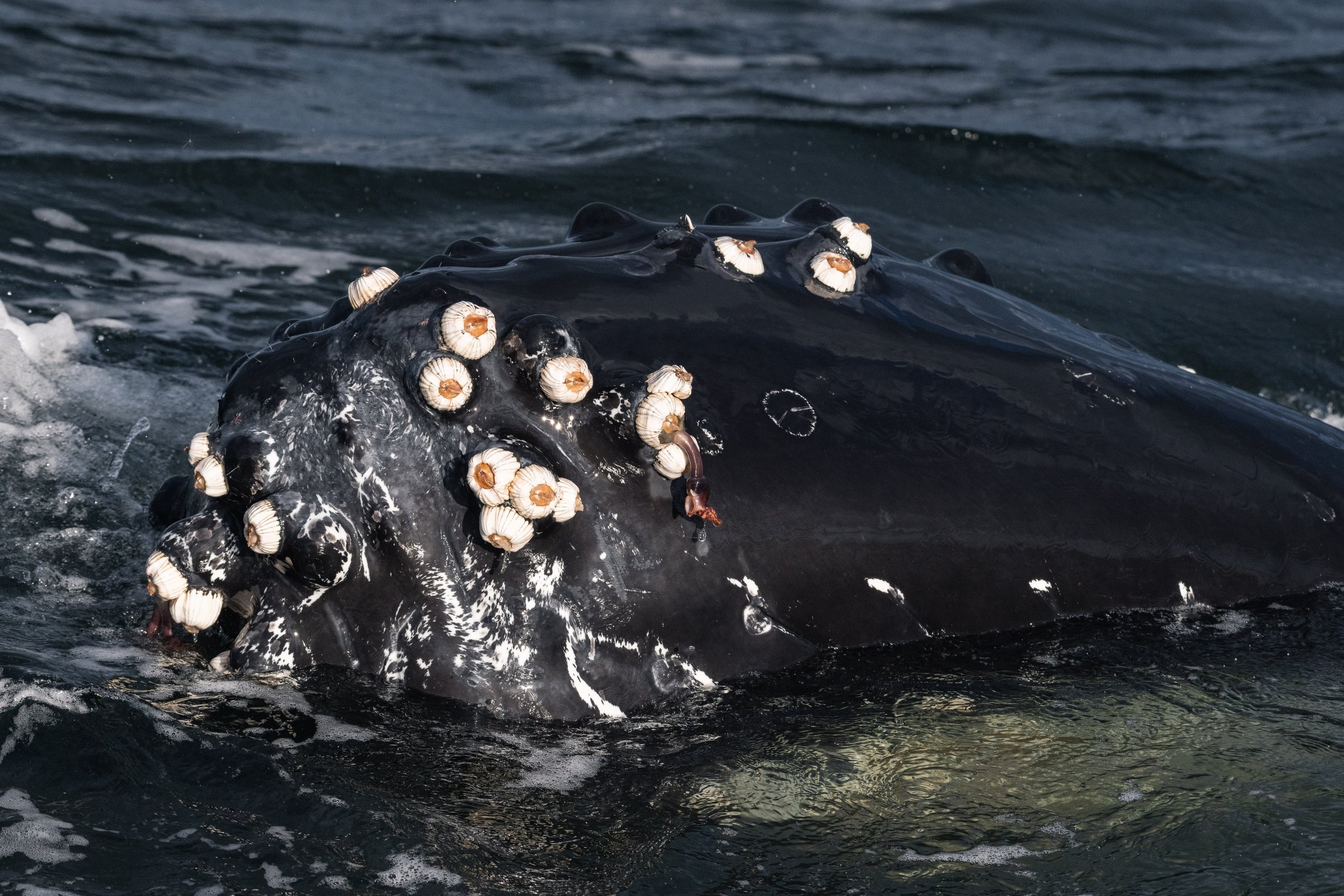 September 1, 2026, 3:30 PM - Two pairs of humpbacks in the Strait