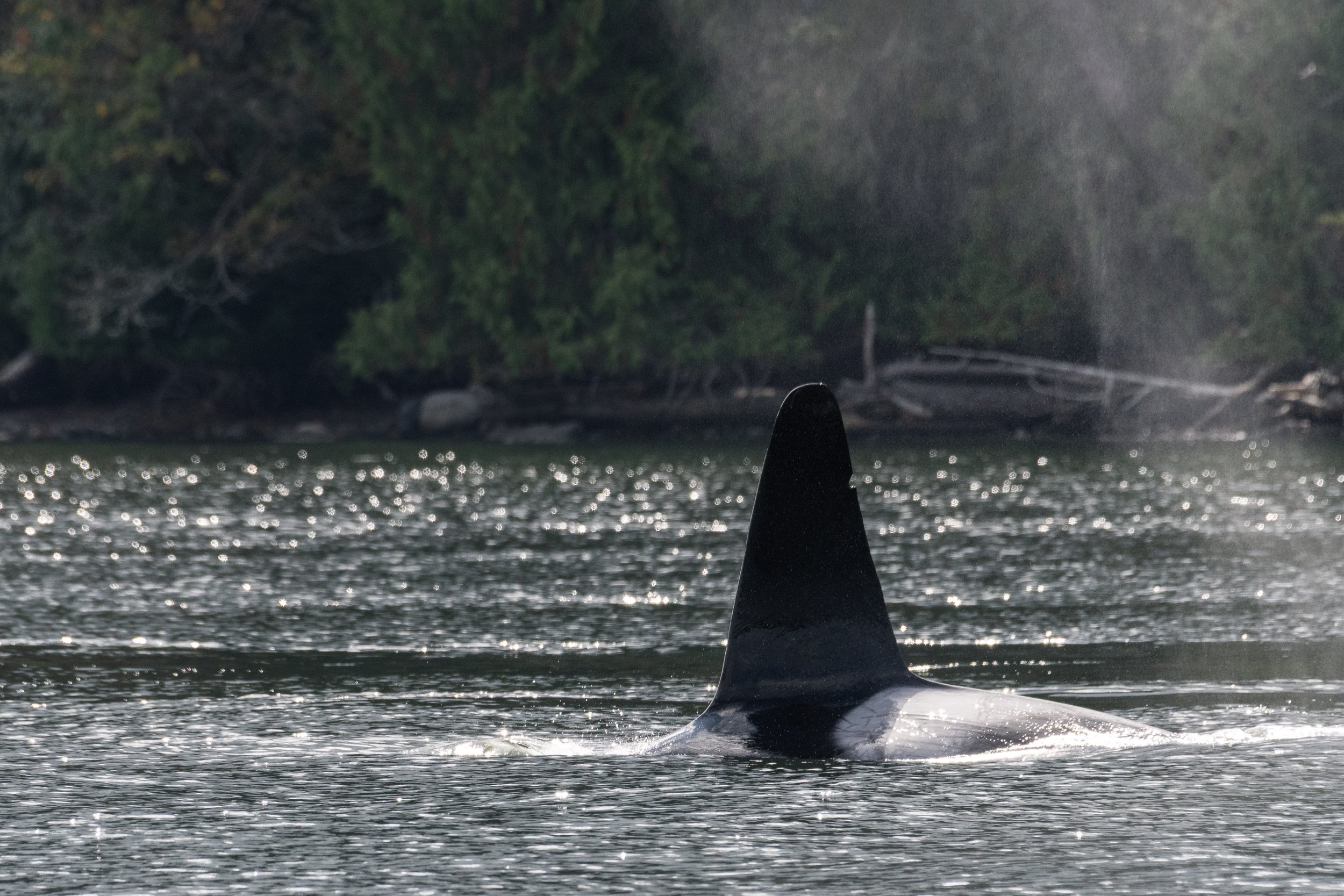 September 3, 2026, 10:30 AM - A trio of humpbacks, a trio of orca, and one surprise loner as well!