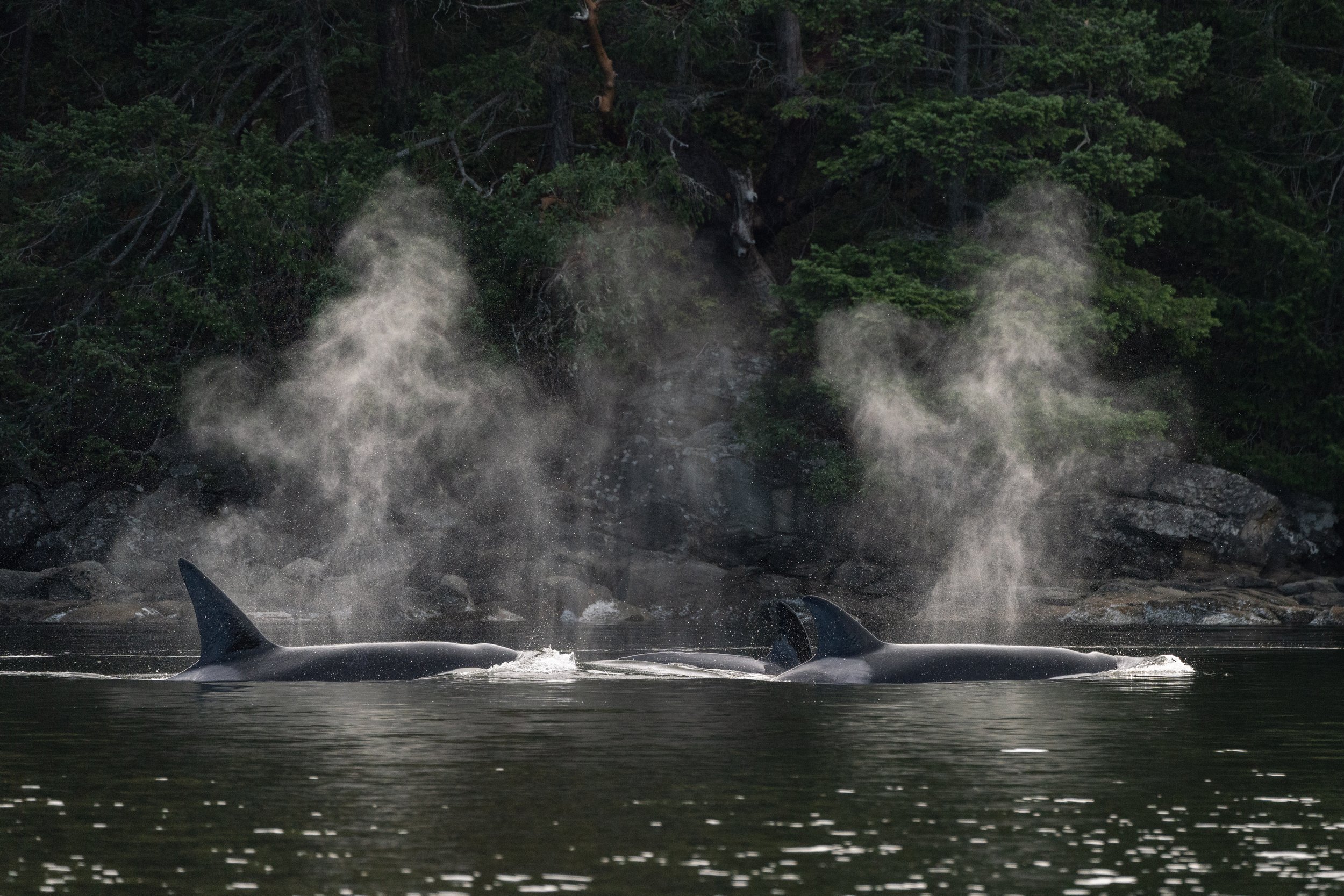 September 3, 2026, 3:30 PM - A new-to-us matriline plus some familiar fins!