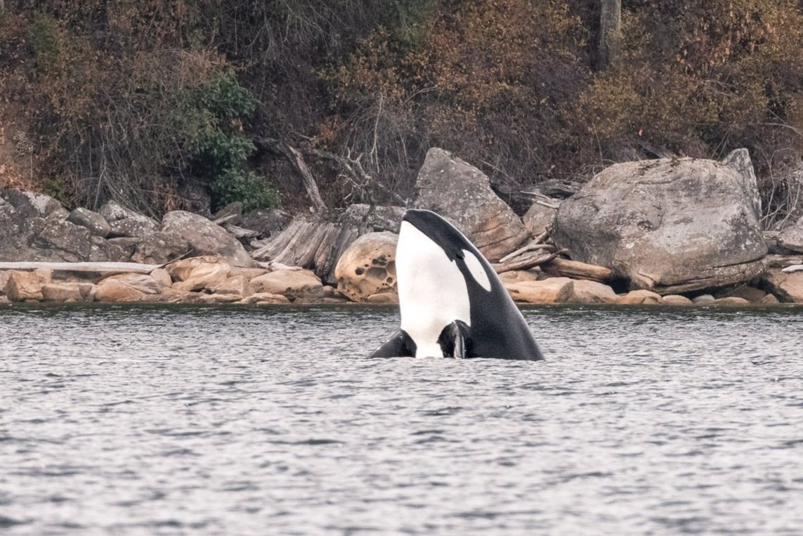 September 4, 2026, 10:30 AM - A gaggle of humpbacks, a surprise solo whale, and a duo of orca!