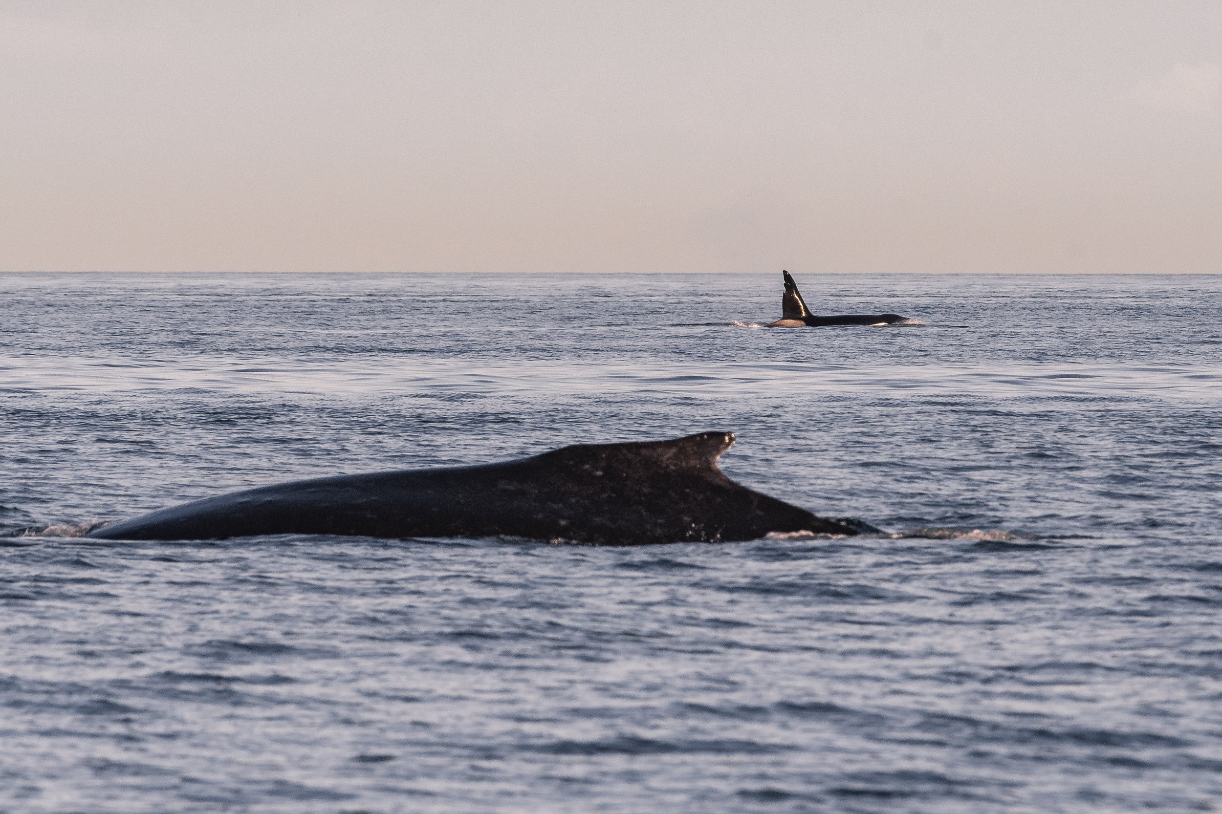 September 5, 2026, 3:30 PM - Adventures around Halibut Bank