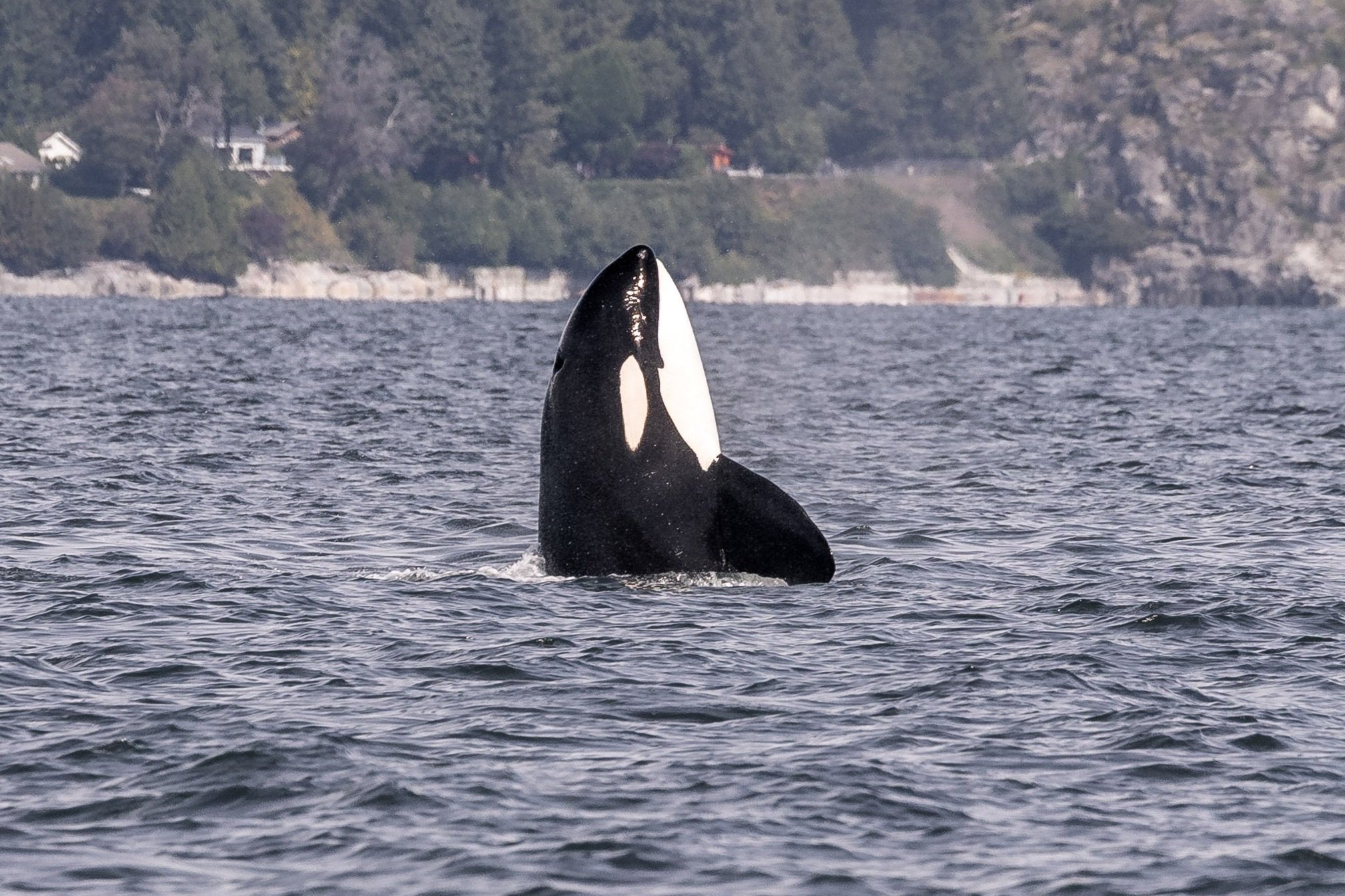 September 5, 2026, 10:30AM - A Day of Upwelling, Playful Calves, and Orca Gatherings