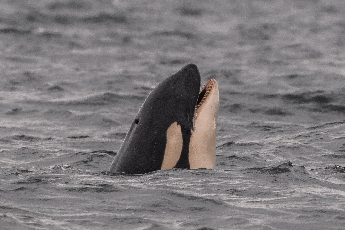 Just look at those teeth! 🦷🐋

Did you know that an orca&rsquo;s teeth can tell us a lot about what they eat? Different ecotypes of orca have differently shaped and worn teeth, all thanks to their specialized diets over a lifetime of feeding.

🔹 Bi