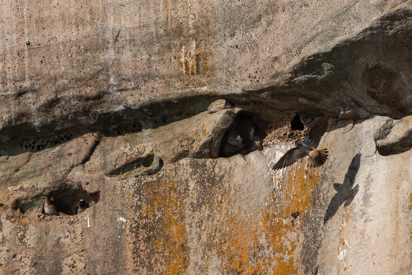 Whales may be the stars of the show, but they're not the only wildlife stealing the spotlight! 🐋✨

Meet the Cliff Swallows! These tiny architects build their homes one mud pellet at a time. Flying back and forth from nearby water sources, they caref
