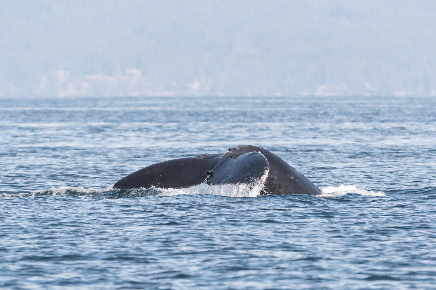 We are happy to be sharing some great news! 

Starry Knight, the young humpback who was entangled twice in a month in 2025, has returned to the Salish Sea! 

We confirmed the return of Starry Knight during our July 14th tour and took more photos show