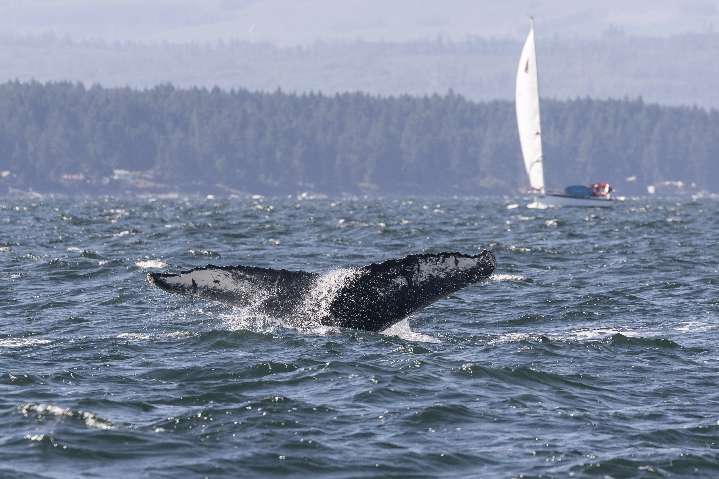 September 6, 2026, 10:30 PM - Humpbacks throughout the Strait