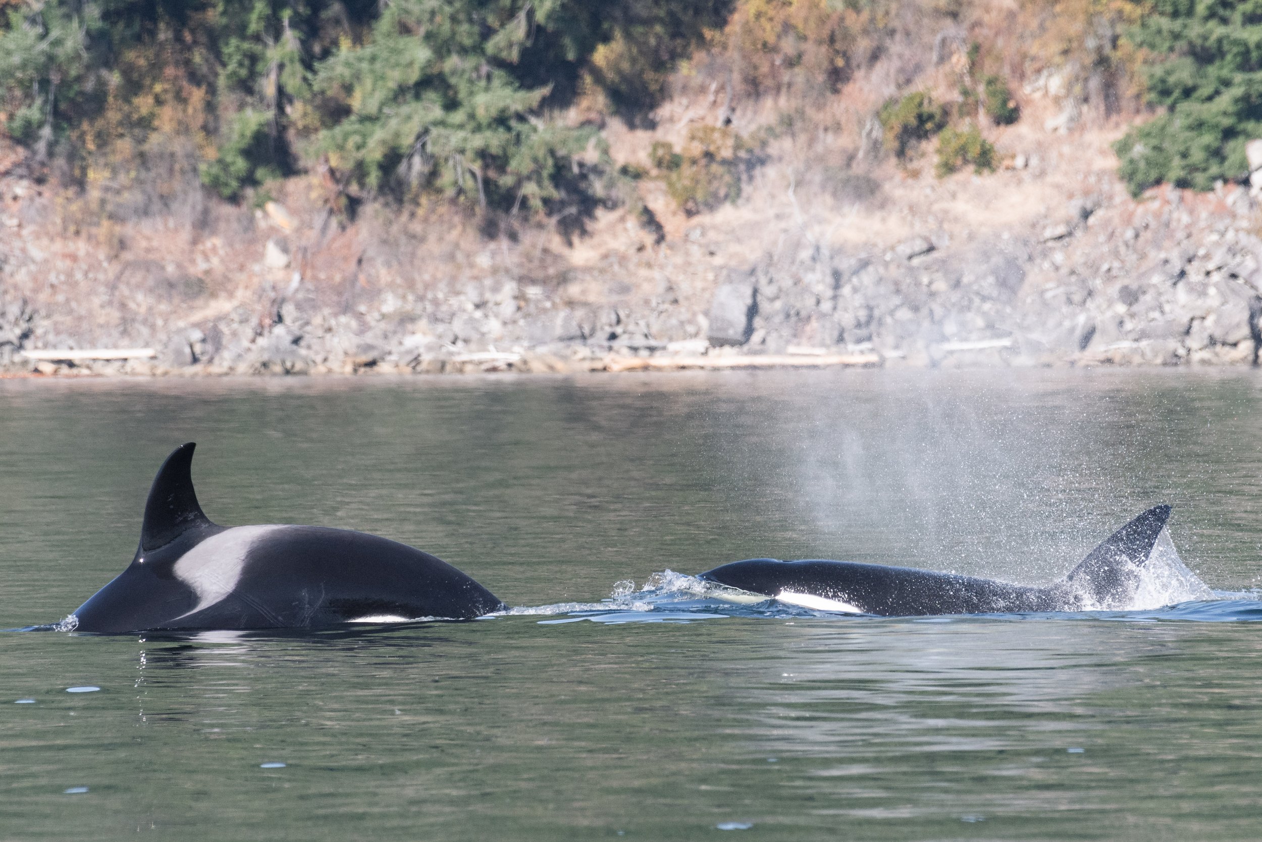 September 6, 2026, 3:30 PM - From a T-Party to Humpbacks and Stinky Rock