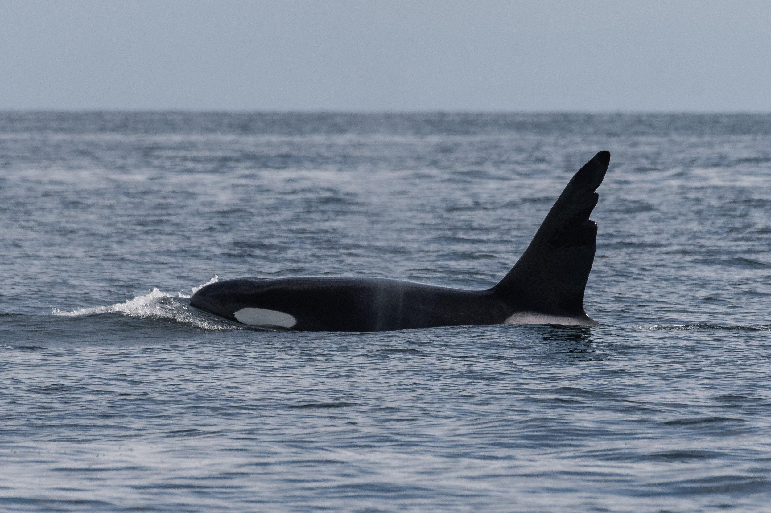 September 7, 2026, 10:30 AM - A Mothers Love on Display, plus time spent with Humpbacks
