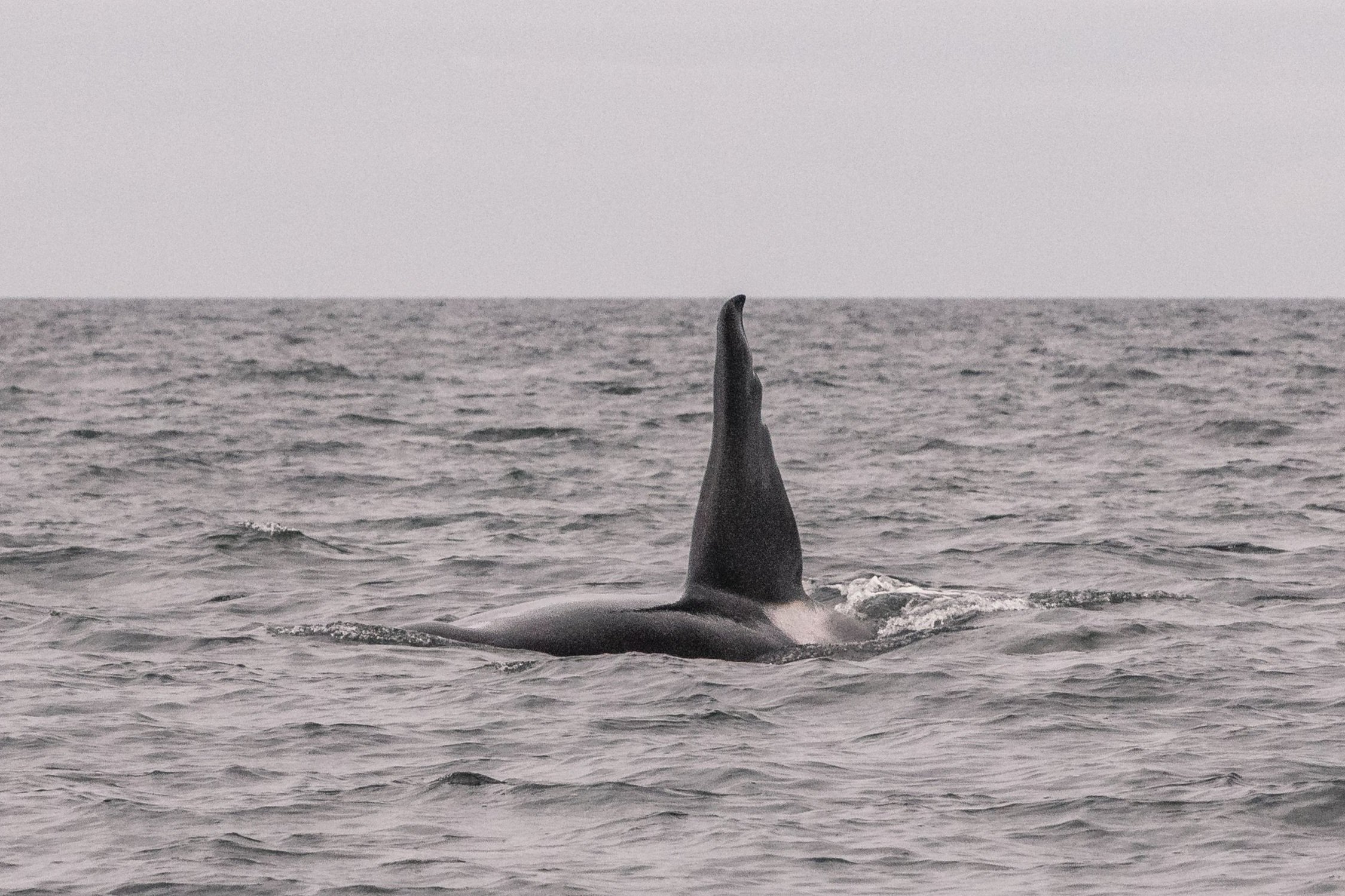 September 7, 2026, 3:30 PM - A dozen humpbacks (plus two orca too!)