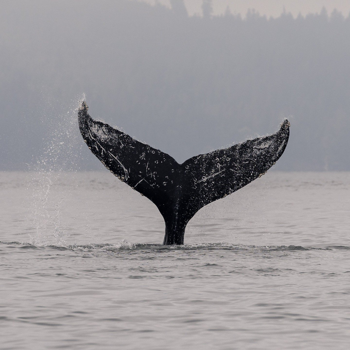 Another familiar fin has returned to the Salish Sea! 🐳

On September 21st, Neowise (BCY1228) was spotted travelling near Valdes Island. With our last confirmed sighting of him being on November 24, 2025 (almost 10 months ago), we were wondering if h
