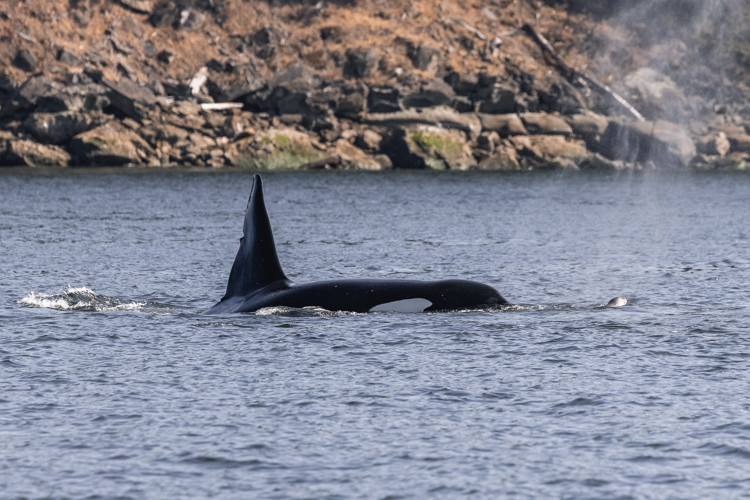 September 8, 2026 - Having a feast with the T037As (and a few humpbacks too)