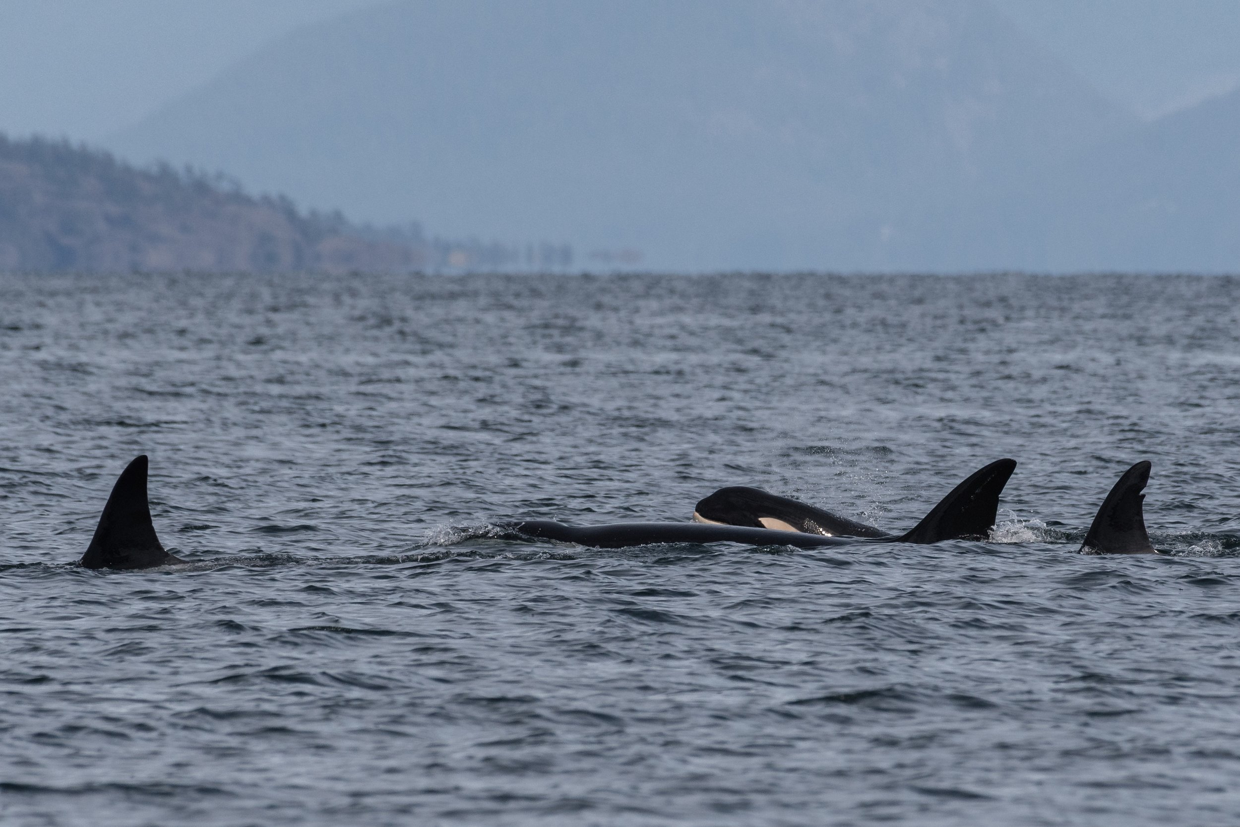 September 9, 2026 - The T041s Travelling north, plus plenty of Humpbacks
