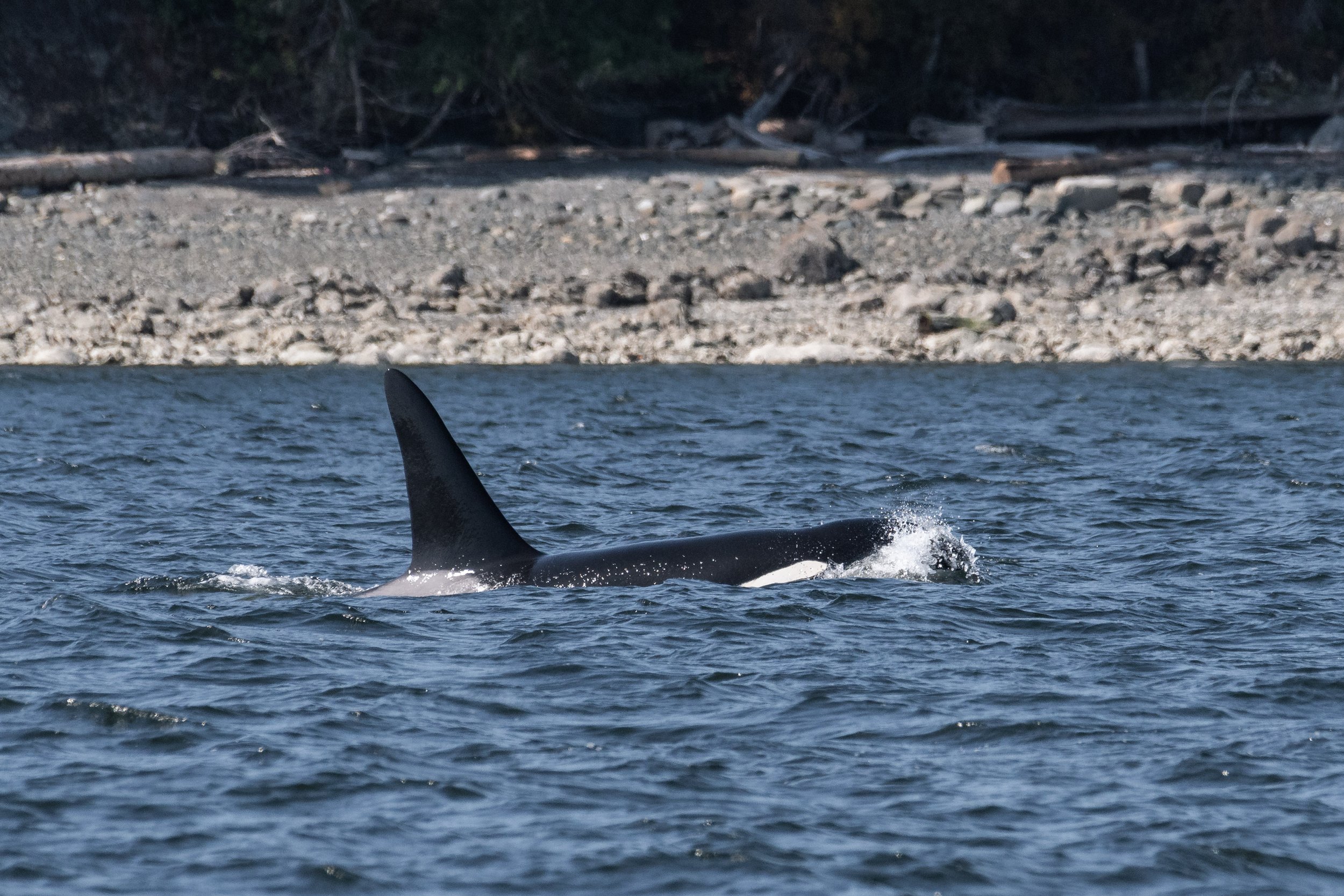 September 10, 2026 - T069E Kodiak and New to Us Whale BCY1552