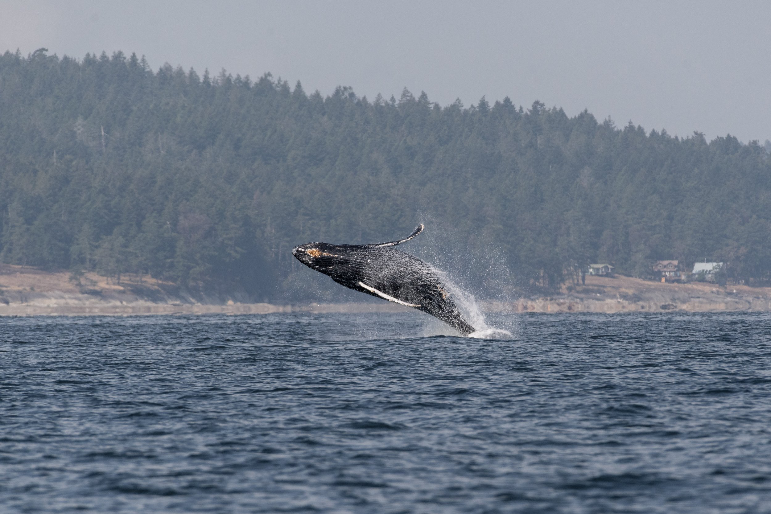 September 11, 2026 - Humpback Soup in the Strait of Georgia