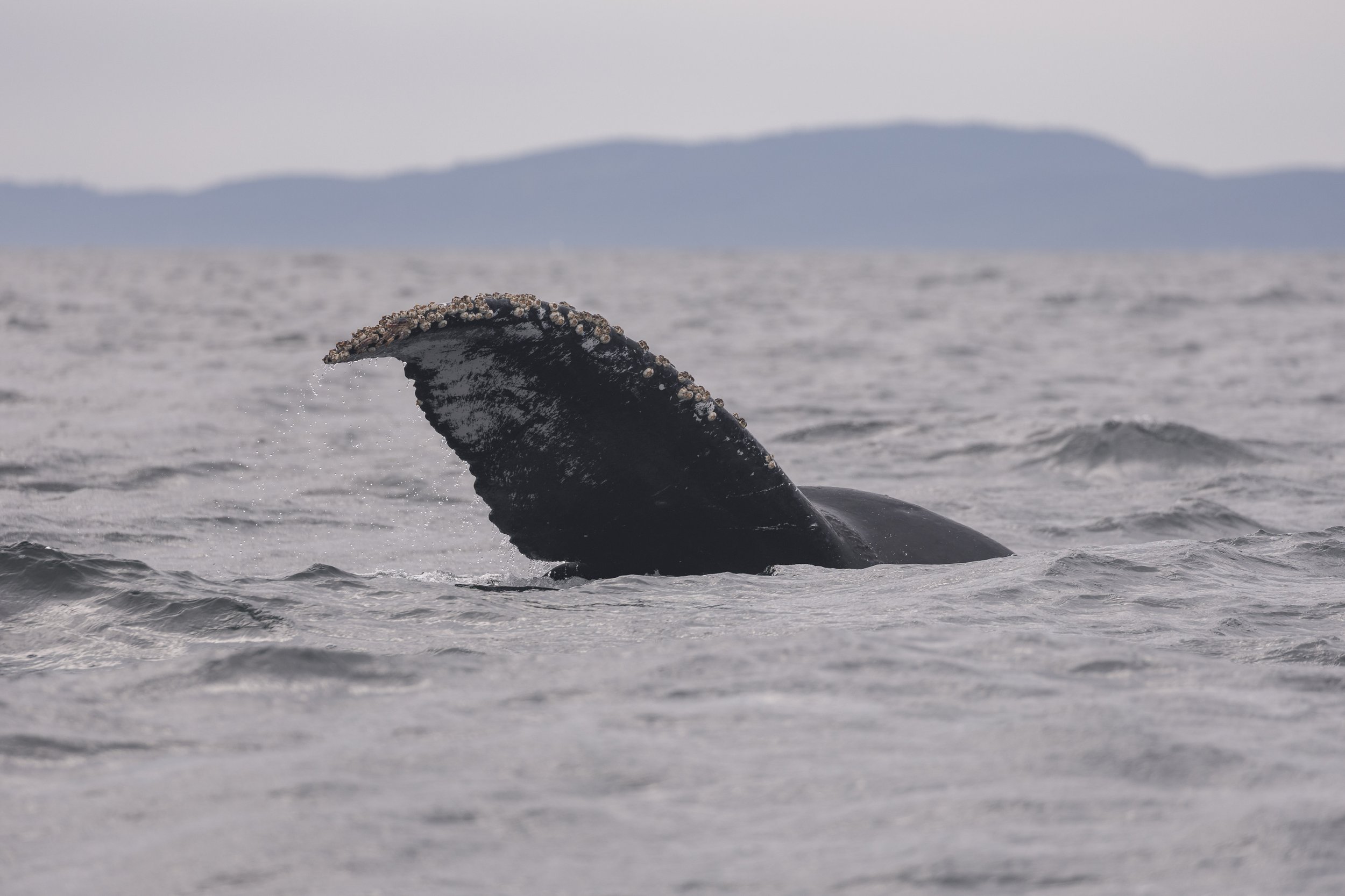 September 12, 2026, 10:30 AM - A tale of tails around the Strait of Georgia