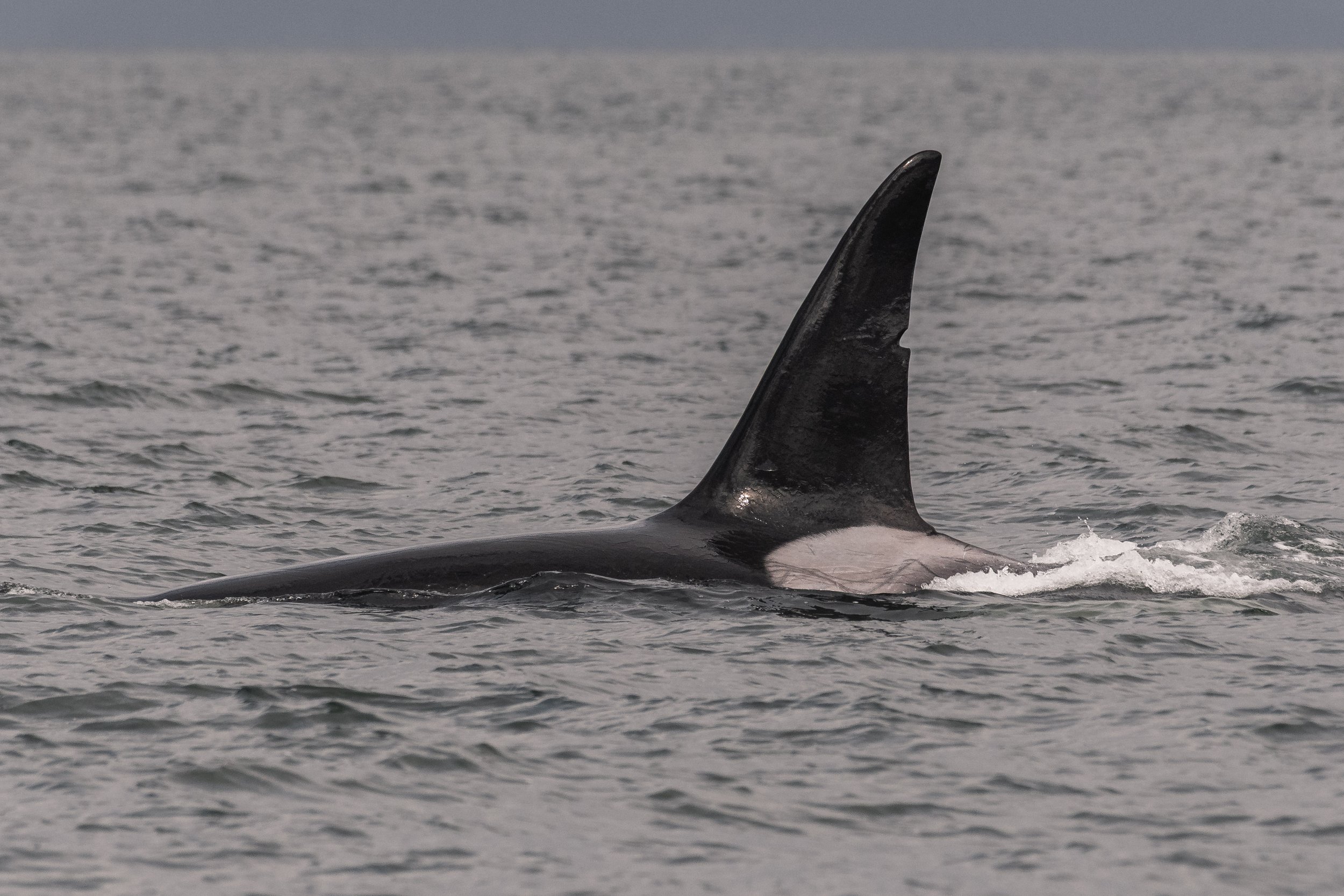September 14, 2026 - Enjoying the bustling waters with the T037As, T065Bs, and humpbacks