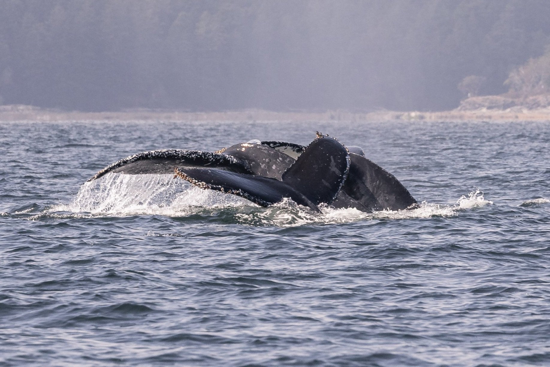 September 13, 2026 - Associating humpbacks as far as the eye could see