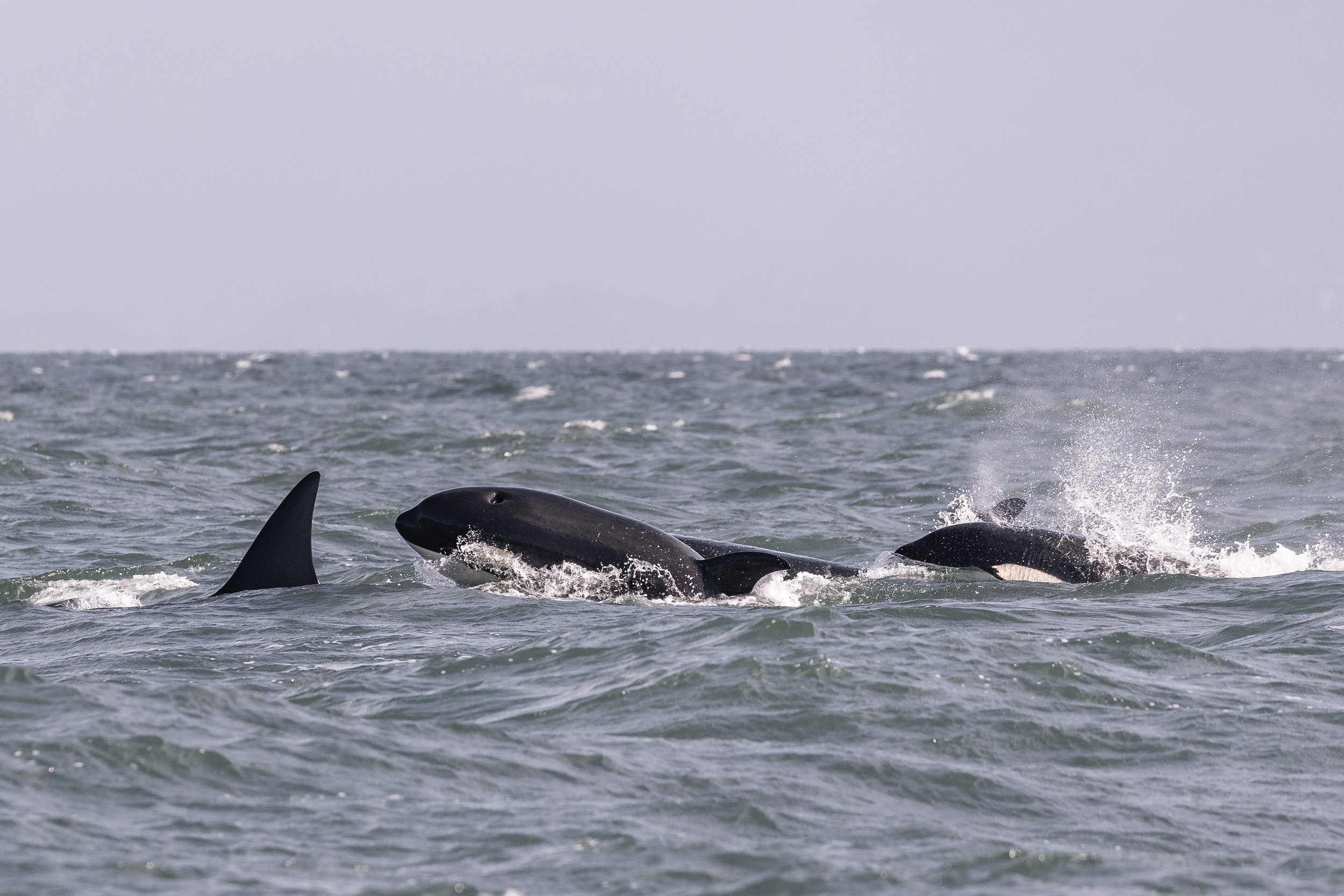 September 15, 2026 - Making Waves with Whales in the Strait of Georgia.