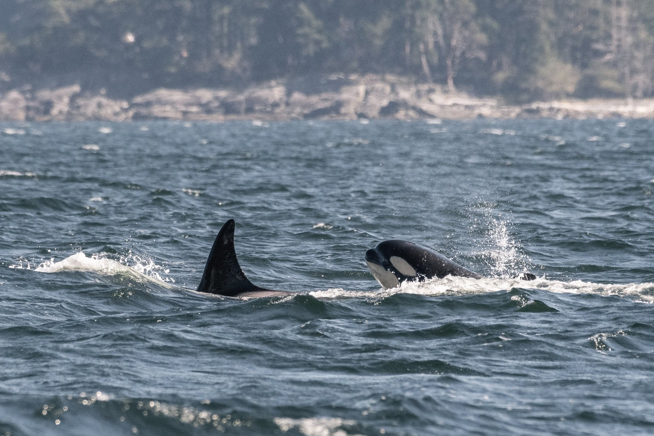 September 16, 2026 - West Coast Waves and Wildlife in the Salish Sea