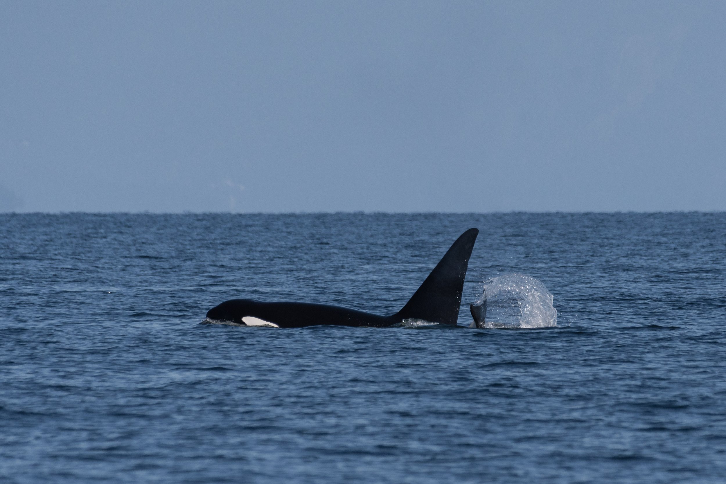 September 18, 2026, 10:30 AM - A serving of Humpback Soup plus the T123s