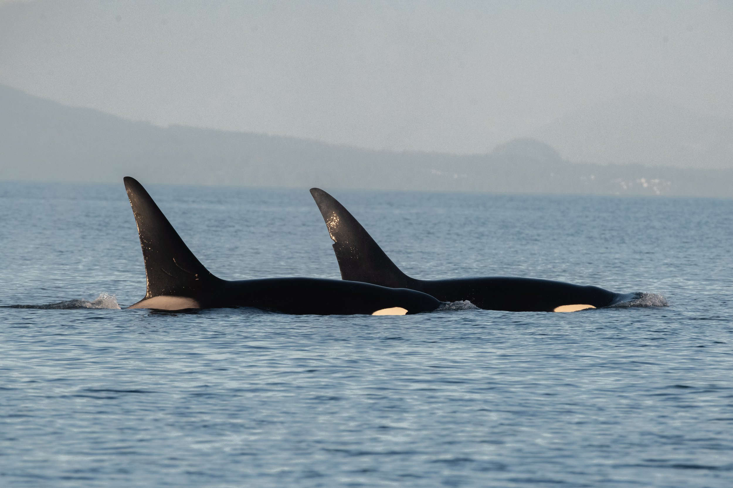 September 18, 2026, 3:30 PM - Big Boys and a Bustling Buoy!