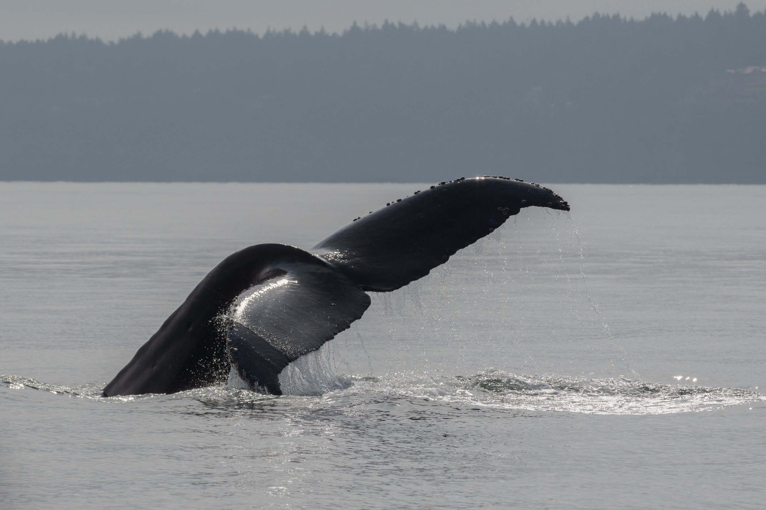 September 19, 2026, 10:30 AM - Humpbacks for all!
