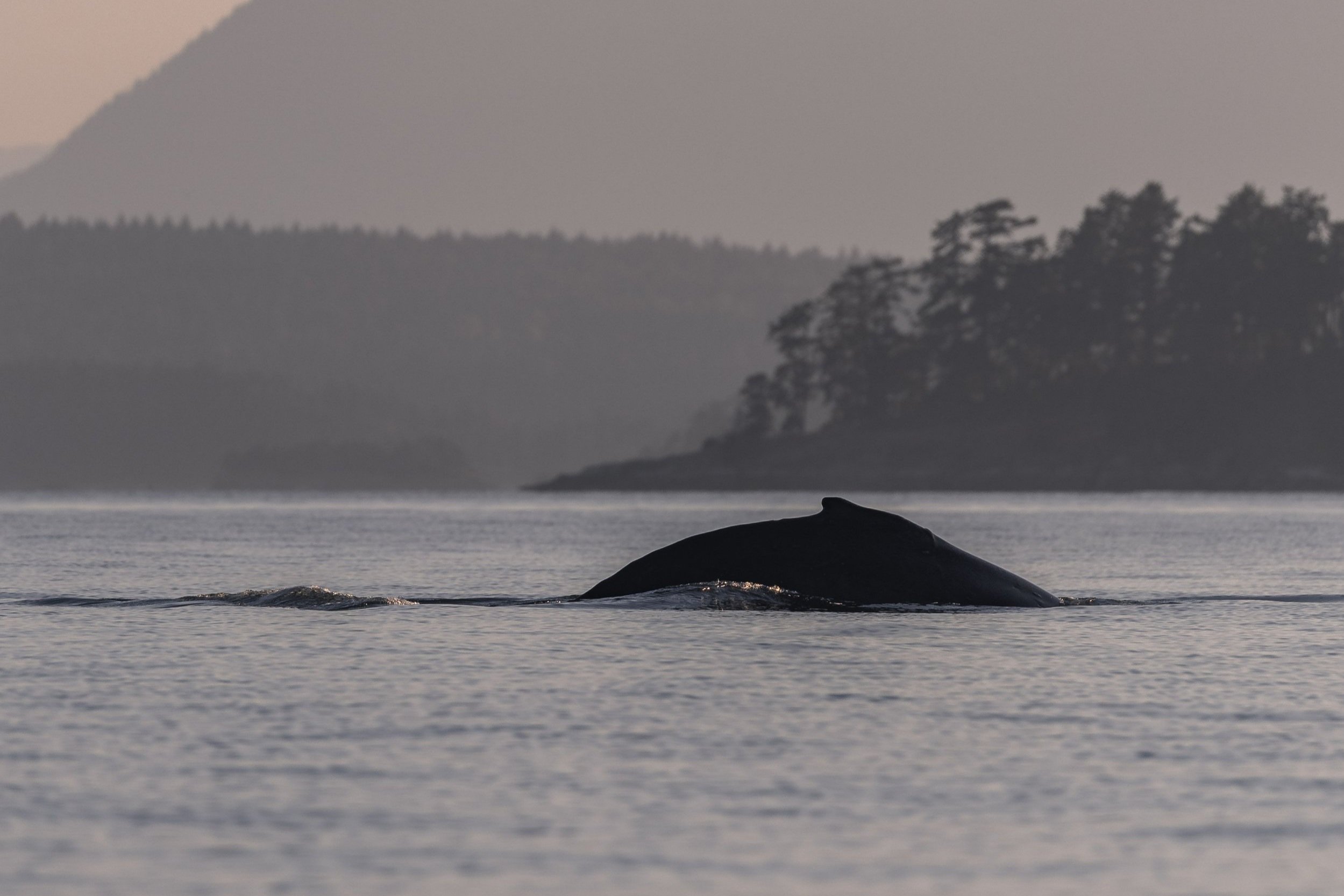 September 19, 2026, 3:30 PM - Humpbacks all around, and a surprise last minute orca!