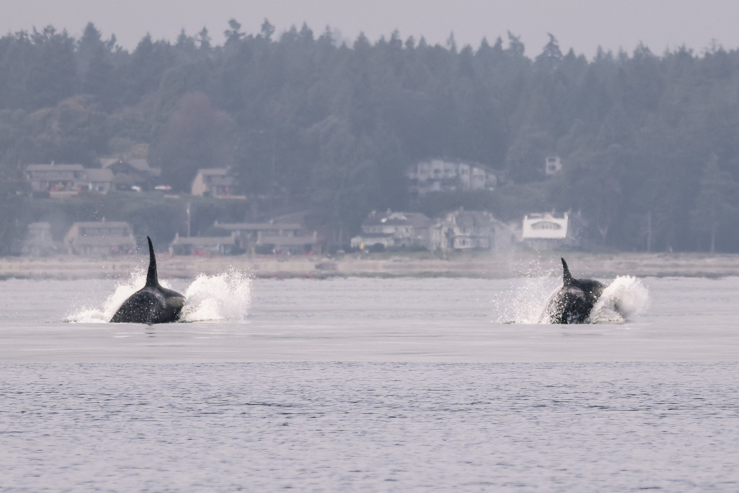 September 20, 2026, 10:30 AM - Lunch with the T023s, plus a couple of humpbacks