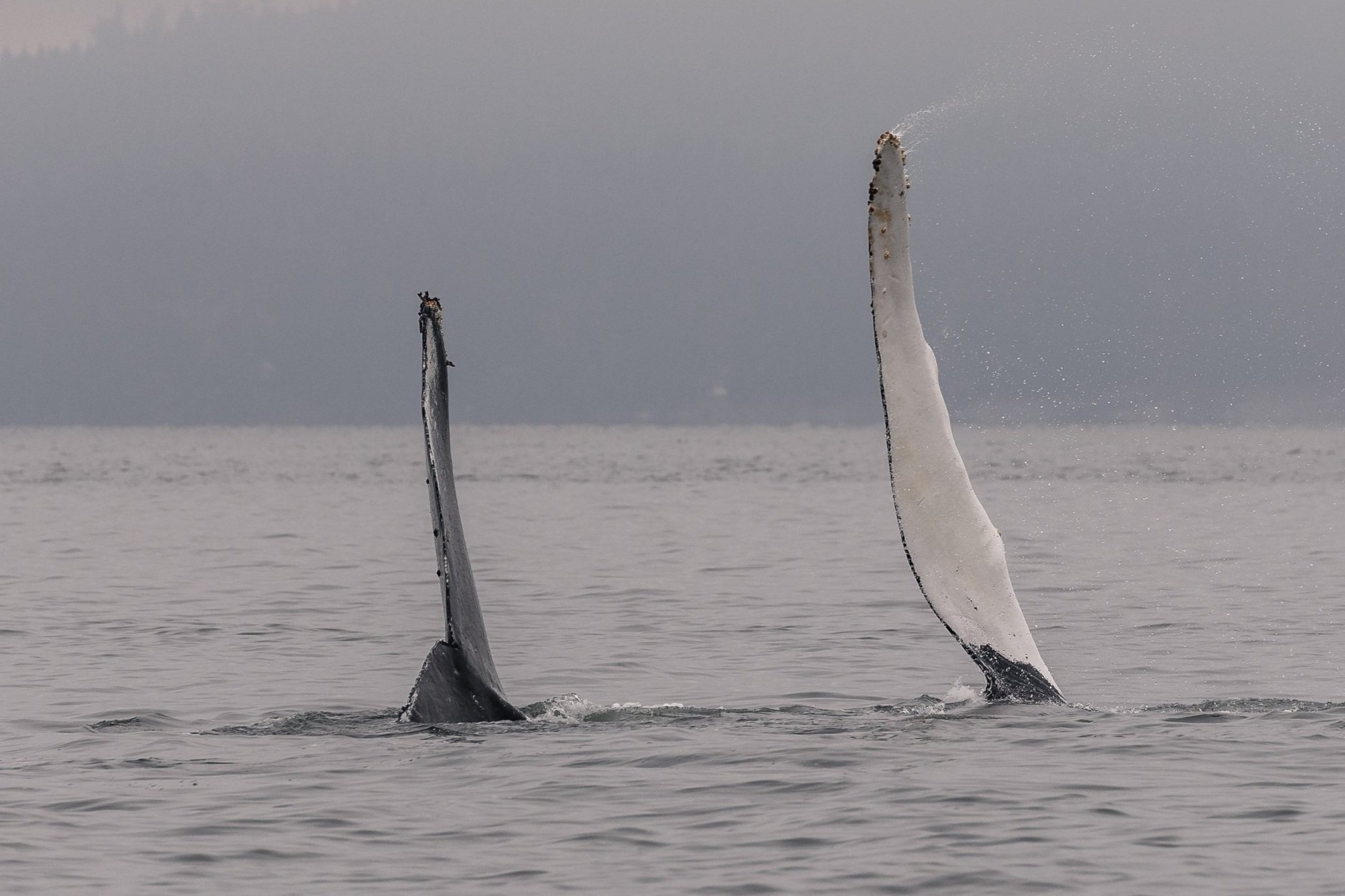 September 21, 2026 - Humpbacks galore (including some bouncy ones)!