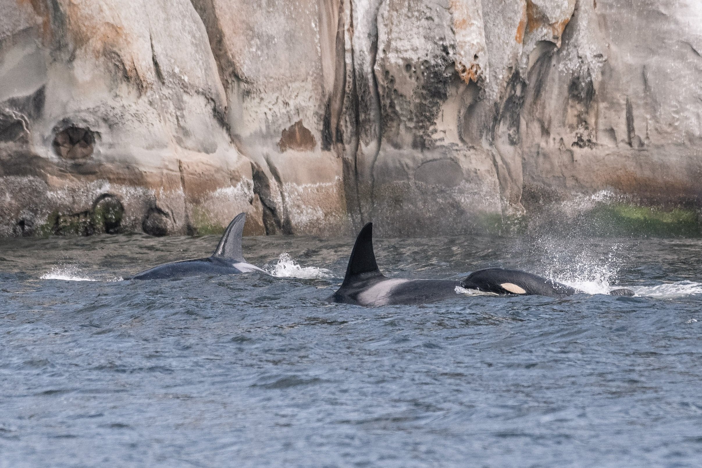 September 23, 2026 - Mischief maker humpbacks and a suprise orca encounter close to port