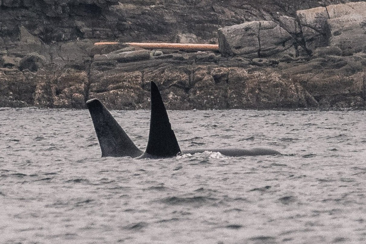 September 24, 2026 - A sprinkling of humpbacks, and T049A2 Jude with T049C Nielson