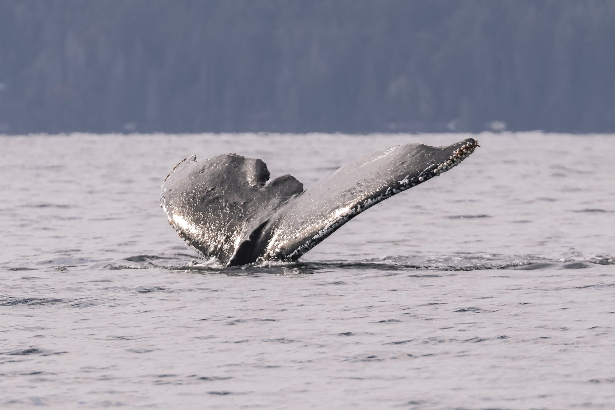 September 26, 2026, 9:00 AM - A Humpback Hat Trick