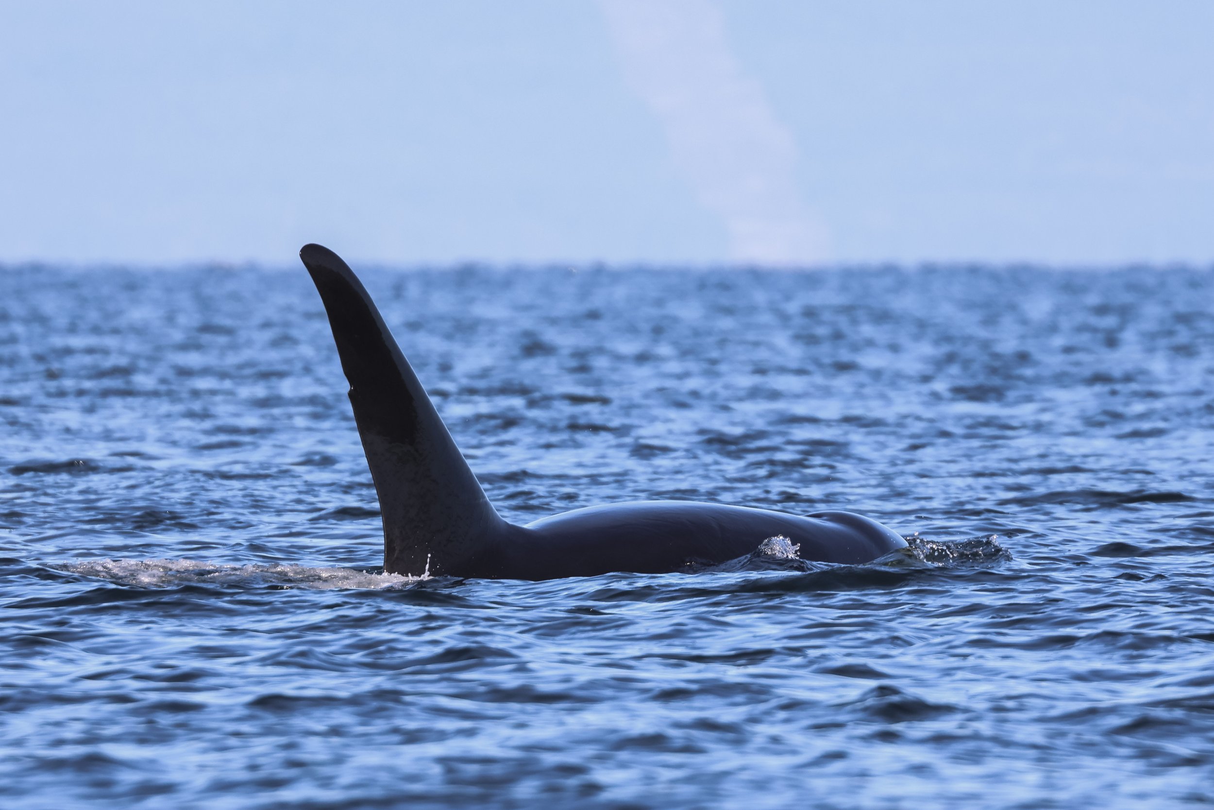 September 26, 2026, 2:00 PM - Heading North for the T109As and a Handful of Humpbacks
