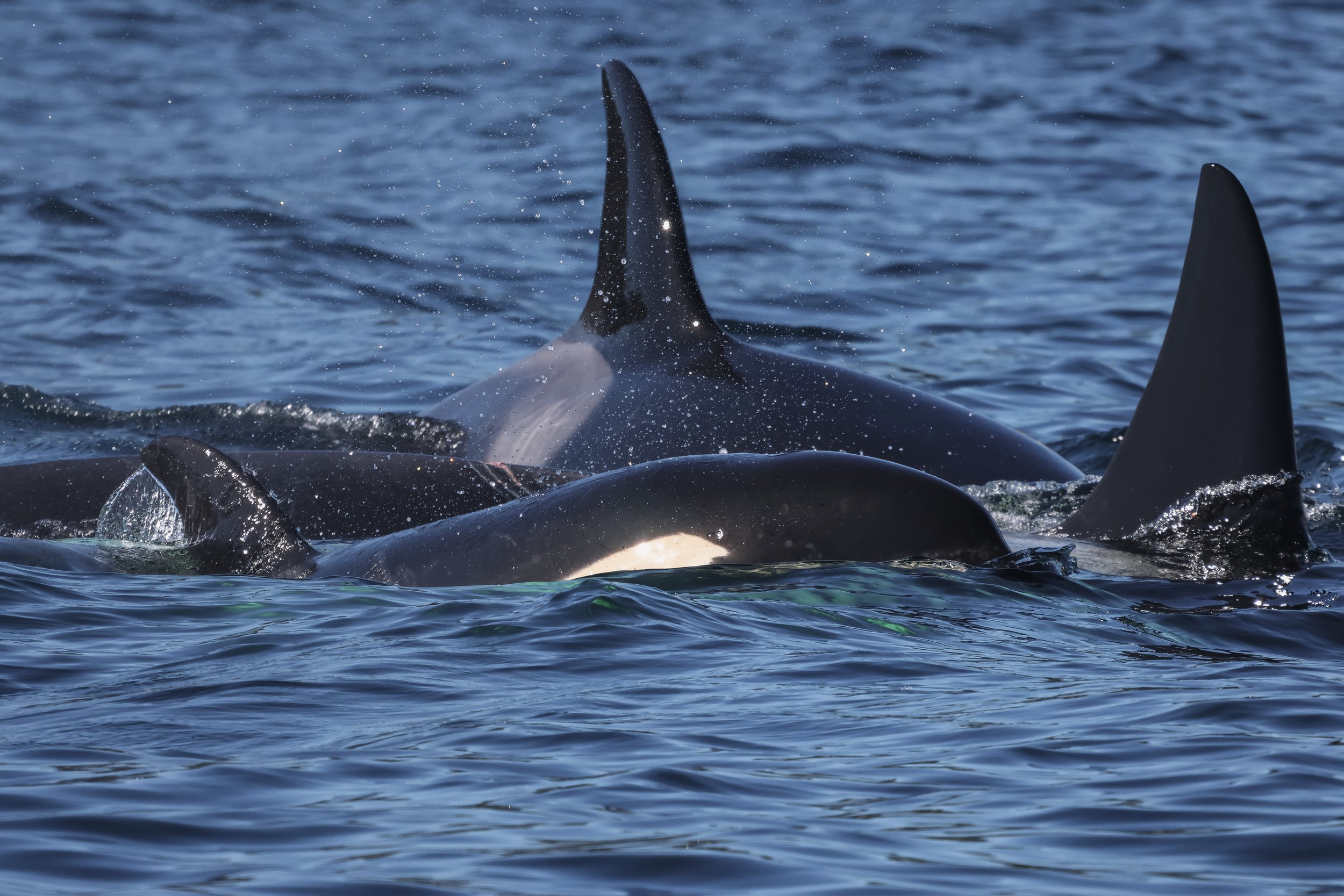 September 27, 2026 - Double Trouble with the T030 siblings and the T109As